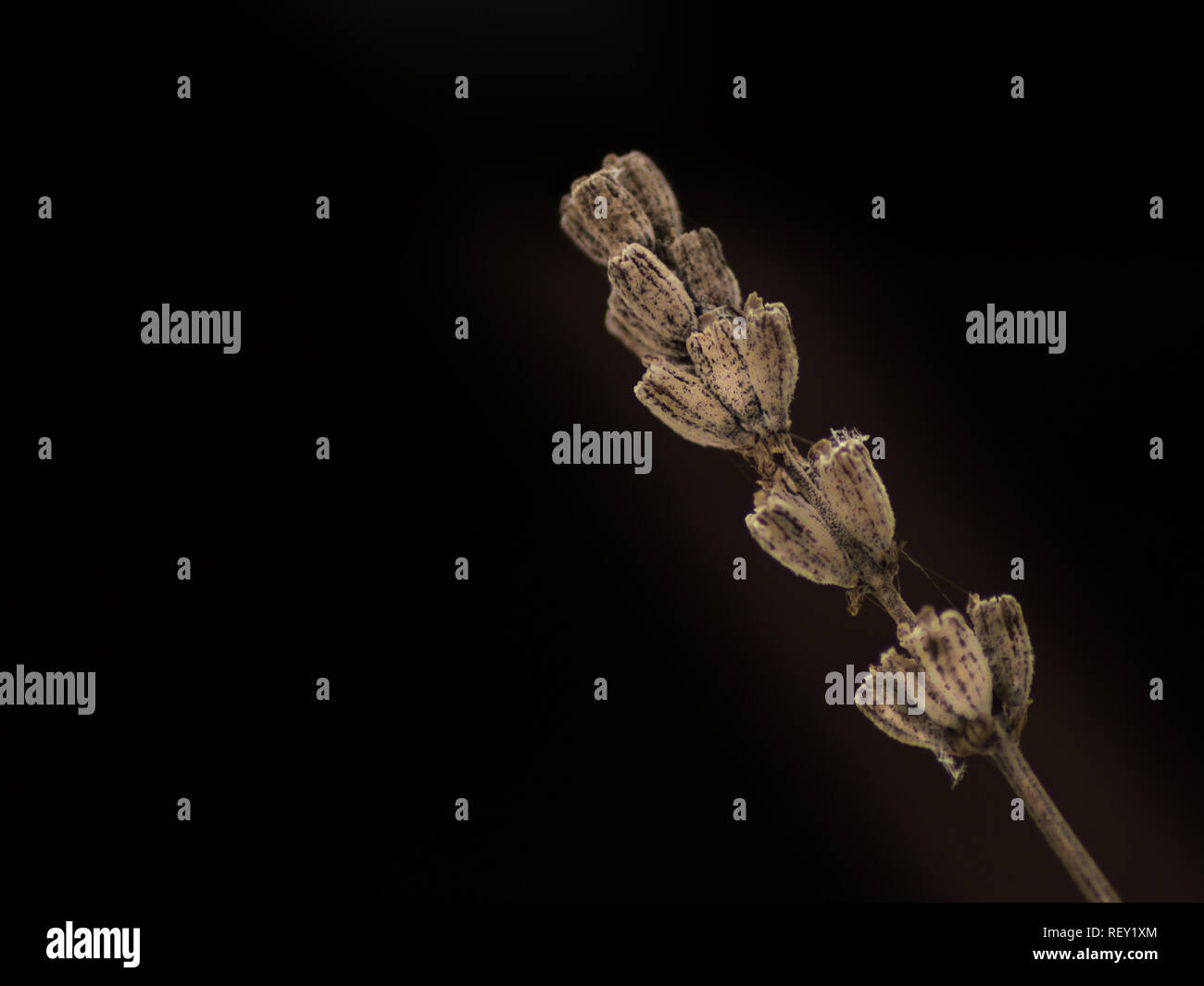 La direction générale de l'usine de lavande solitaire en arrière-plan foncé placés en diagonale. La macro photographie. Libre Banque D'Images