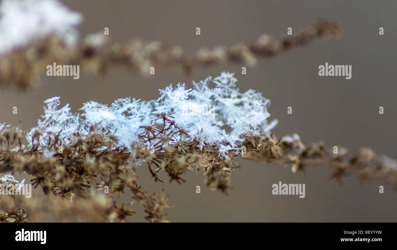 La direction générale de l'usine horizontale en hiver avec des cristaux de neige et les flocons. Arrière-plan flou. Macro. Banque D'Images