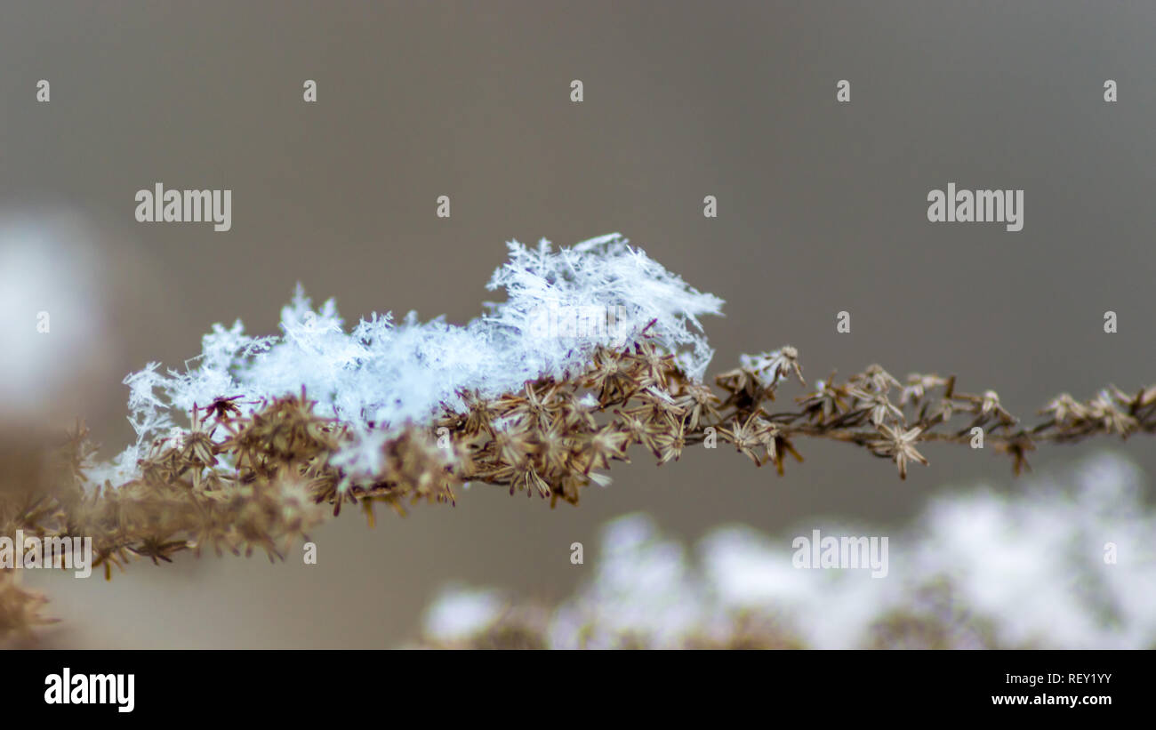 La direction générale de l'usine horizontale en hiver avec des cristaux de neige et les flocons. Arrière-plan flou. Macro. Banque D'Images