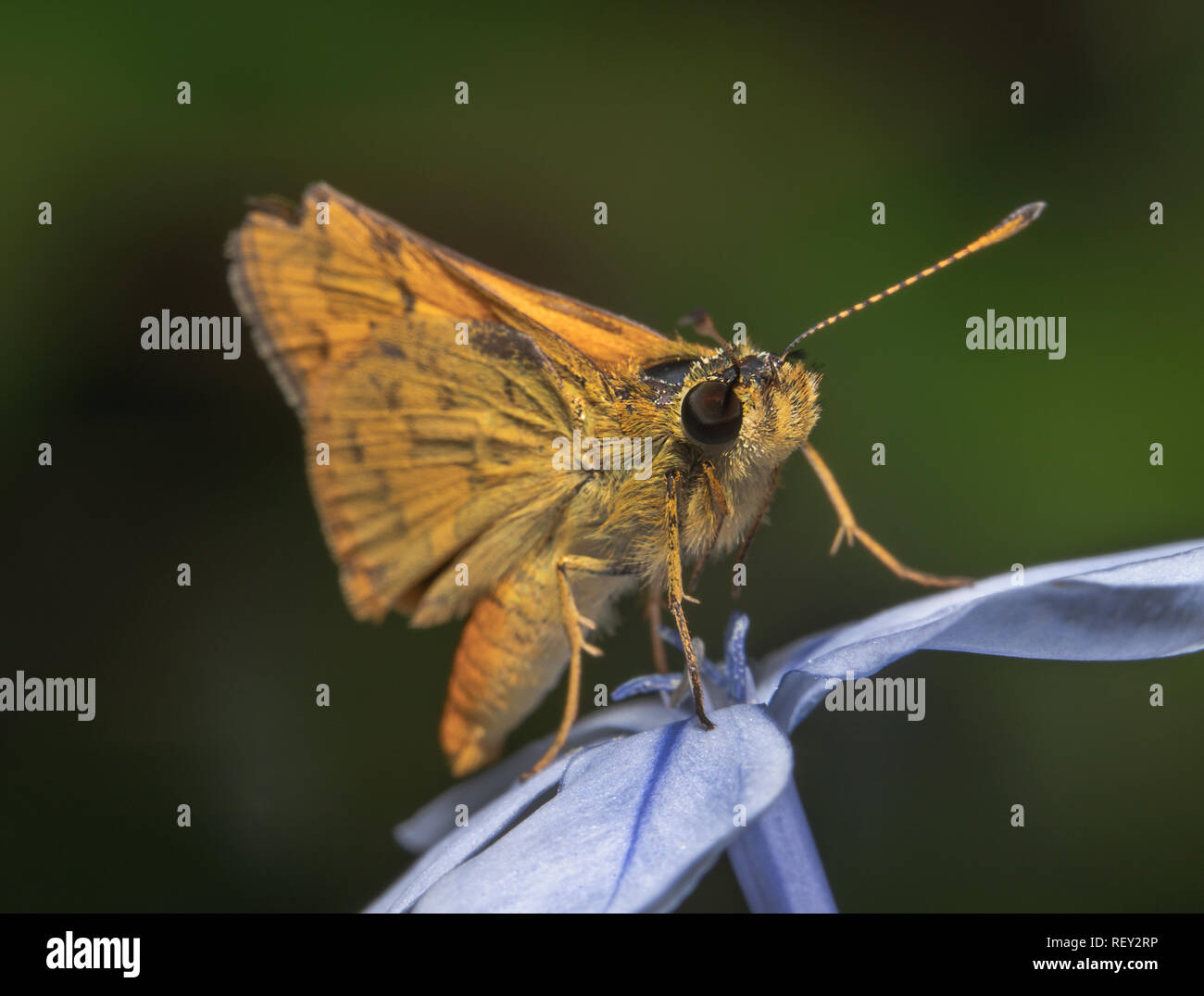 Jaune/orange à la petite skipper butterfly assis sur une fleur bleue avec de beaux fond vert à droite avec son antenne à haut Banque D'Images