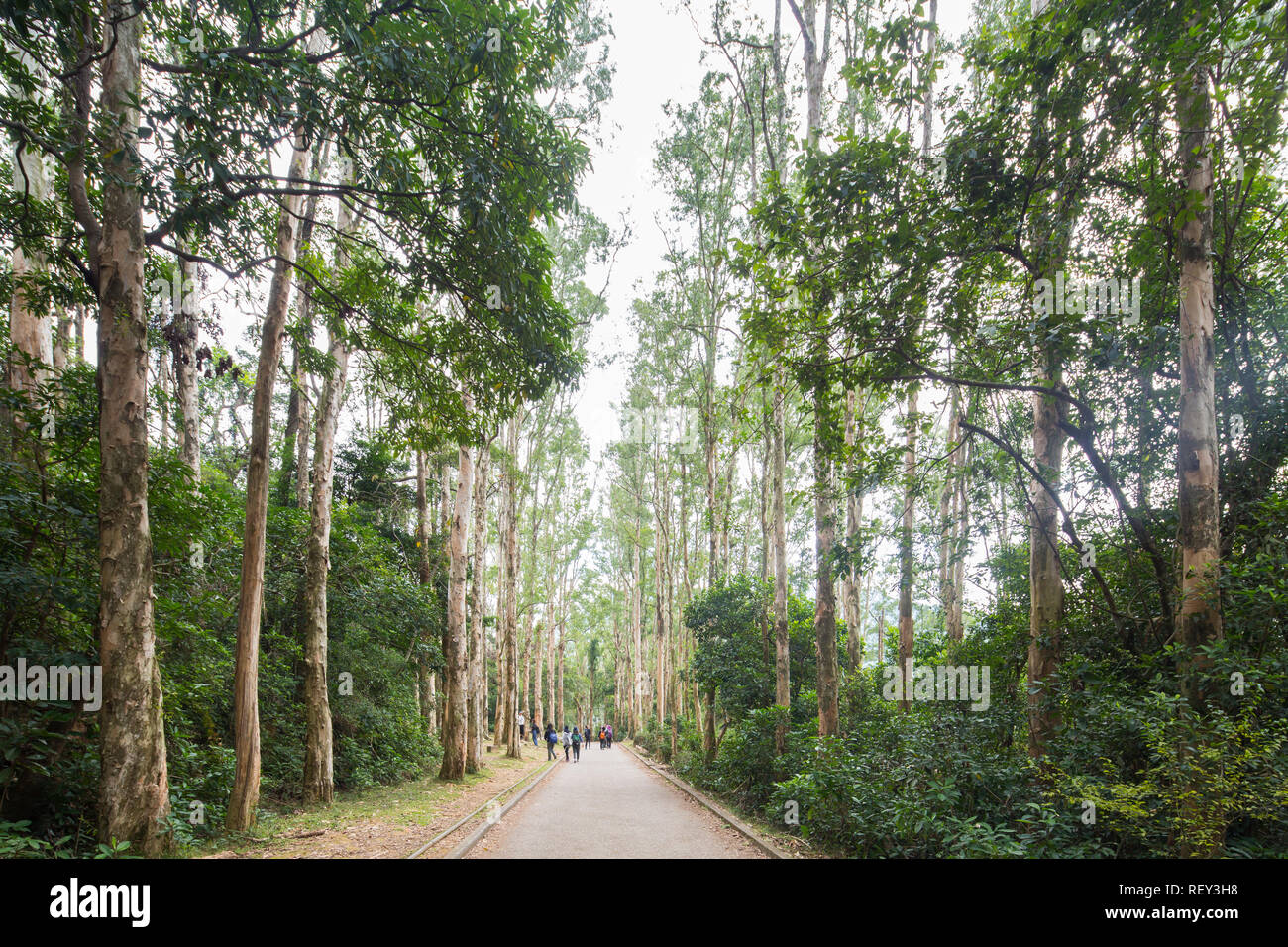 L'un des endroits naturels les plus pittoresques du Shing Mun Country Park à Lo Wai, Hong Kong. Banque D'Images