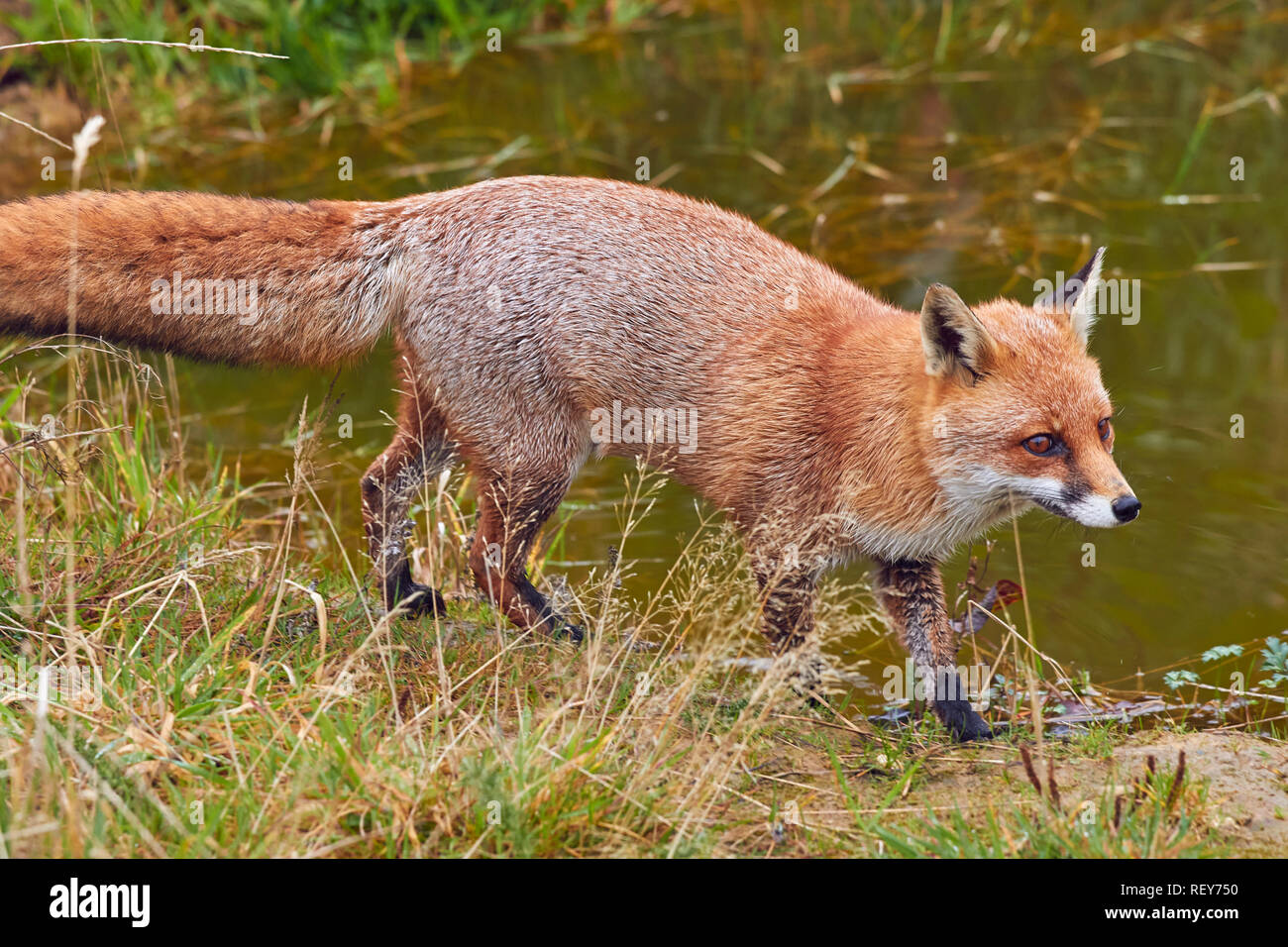 Le renard roux (Vulpes vulpes) est un prédateur commun, originaire de l'UK, et généralisée dans l'Eurasie et l'Amérique du Nord. Il est très commun en Grande-Bretagne. Banque D'Images