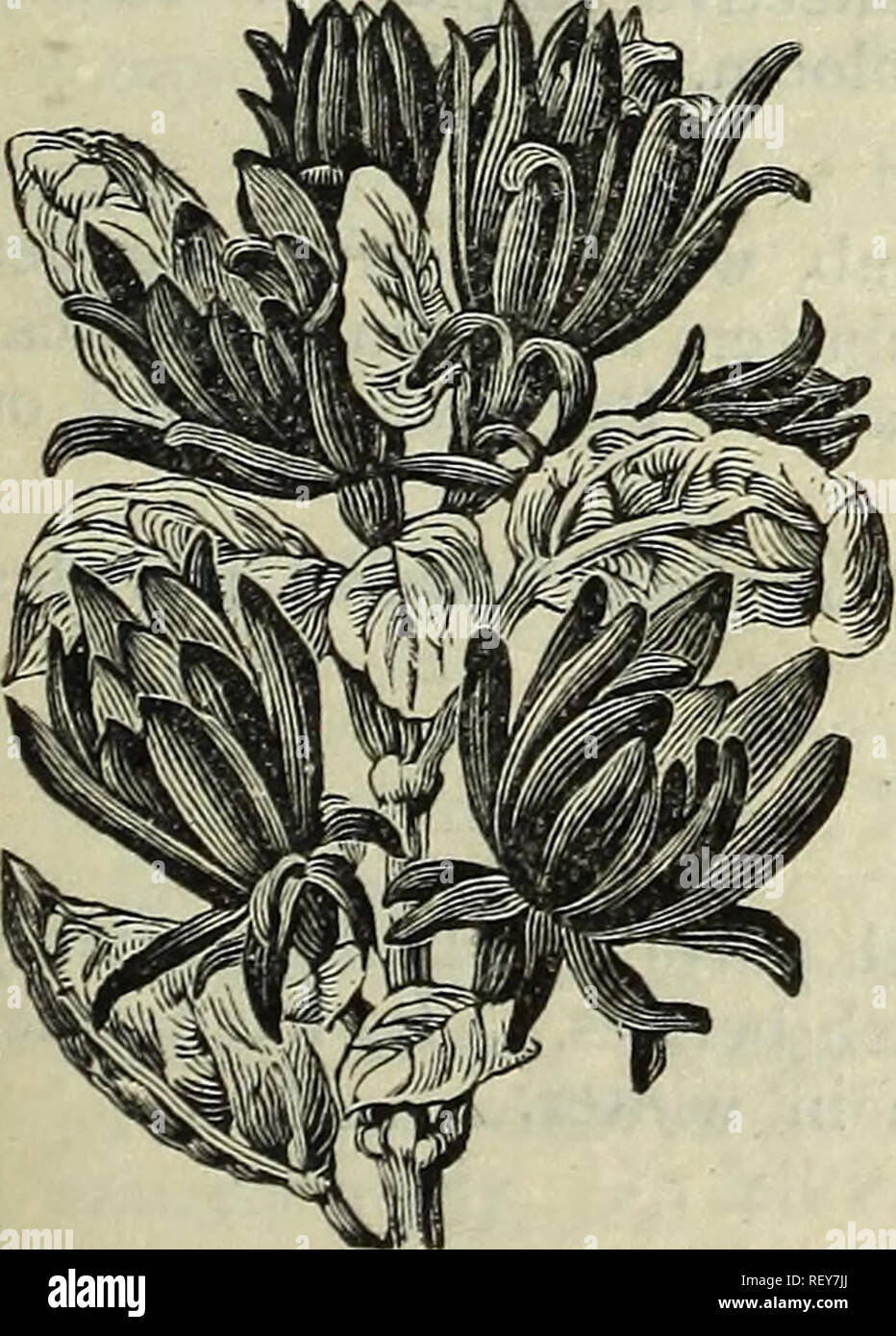 Catalogue De Bridgeville Pépinières Pépinières