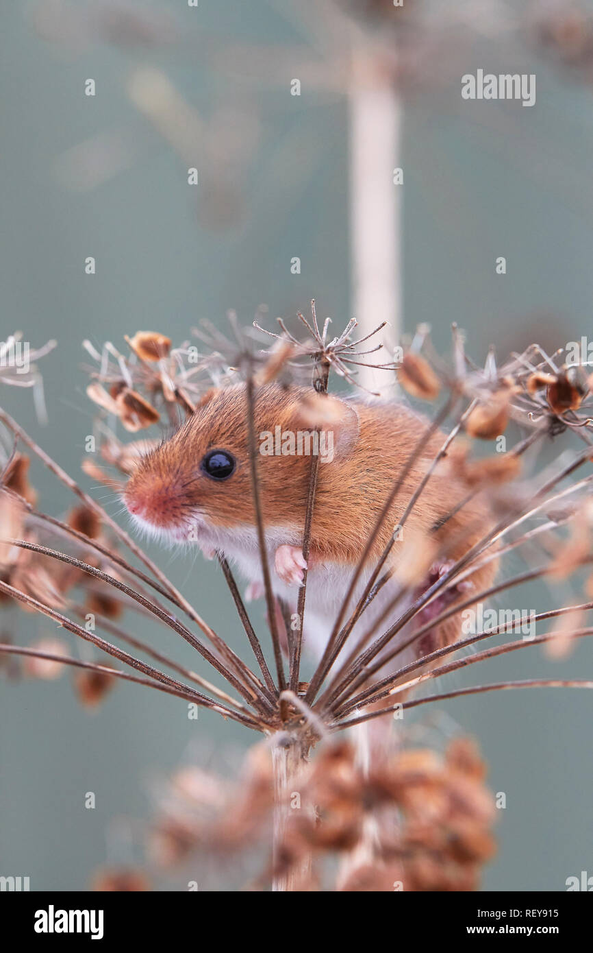 Micromys minutus (la souris) l'alimentation. C'est un rongeur commun à travers l'Eurasie du Royaume-Uni à la Chine. Est originaire de l'UK. Banque D'Images