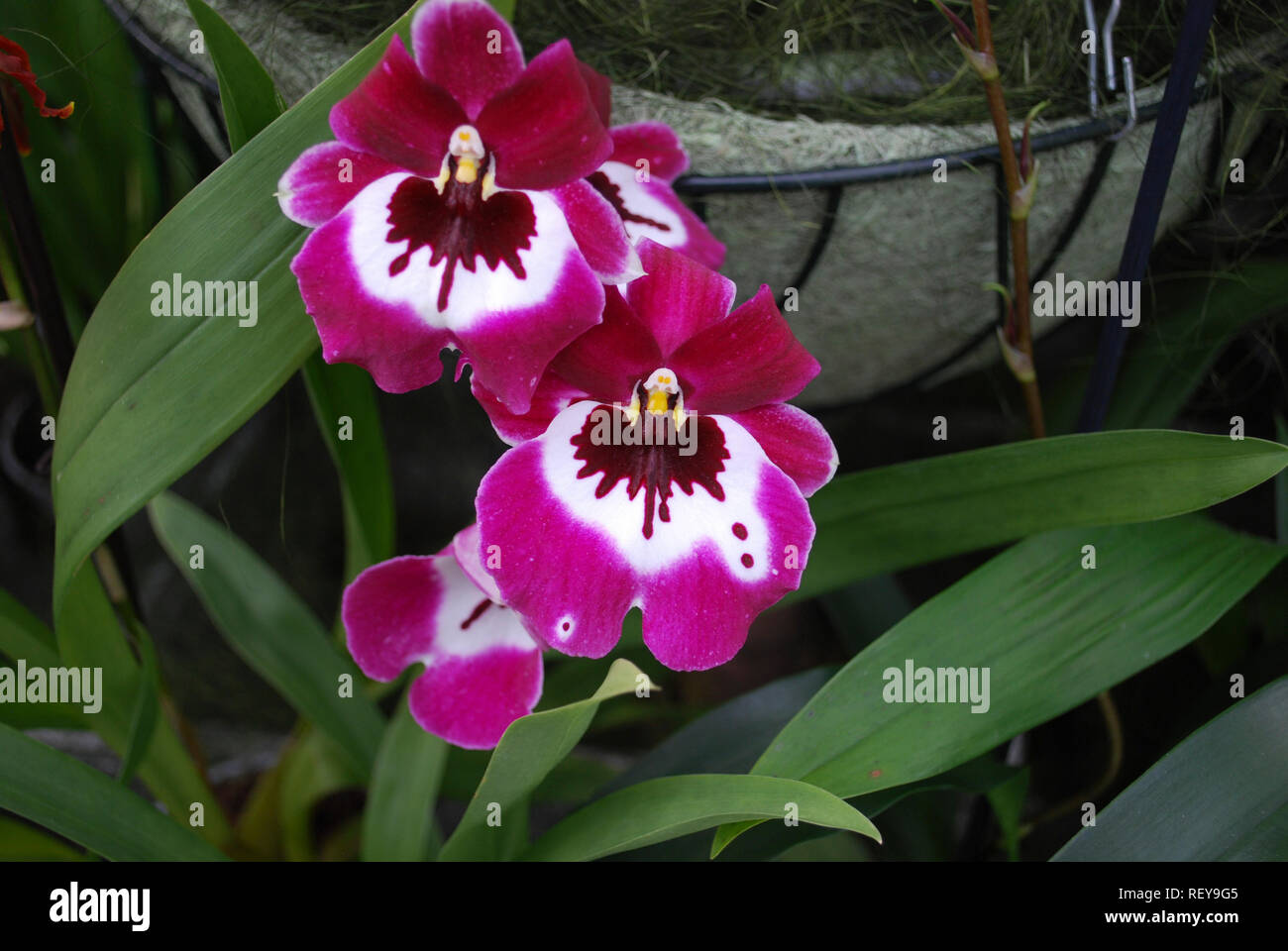 Fleurs orchidée Miltoniopsis Hajime Ono. Plantes décoratives pour le jardinage et les émissions. Banque D'Images