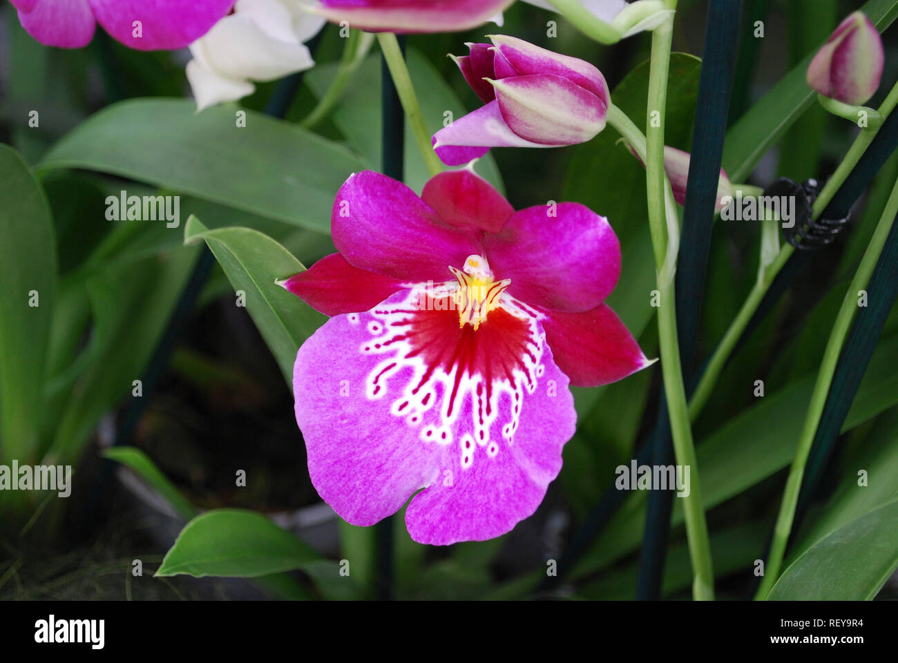 La marée rouge fleur orchidée Miltonia. Plantes décoratives pour le jardinage et les émissions. Banque D'Images