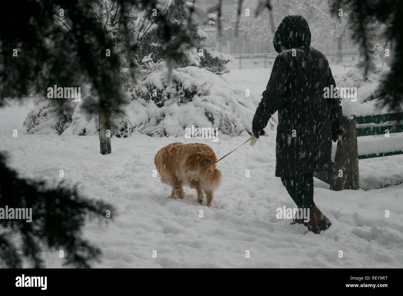 Femme marche un chien dans un parc Banque D'Images