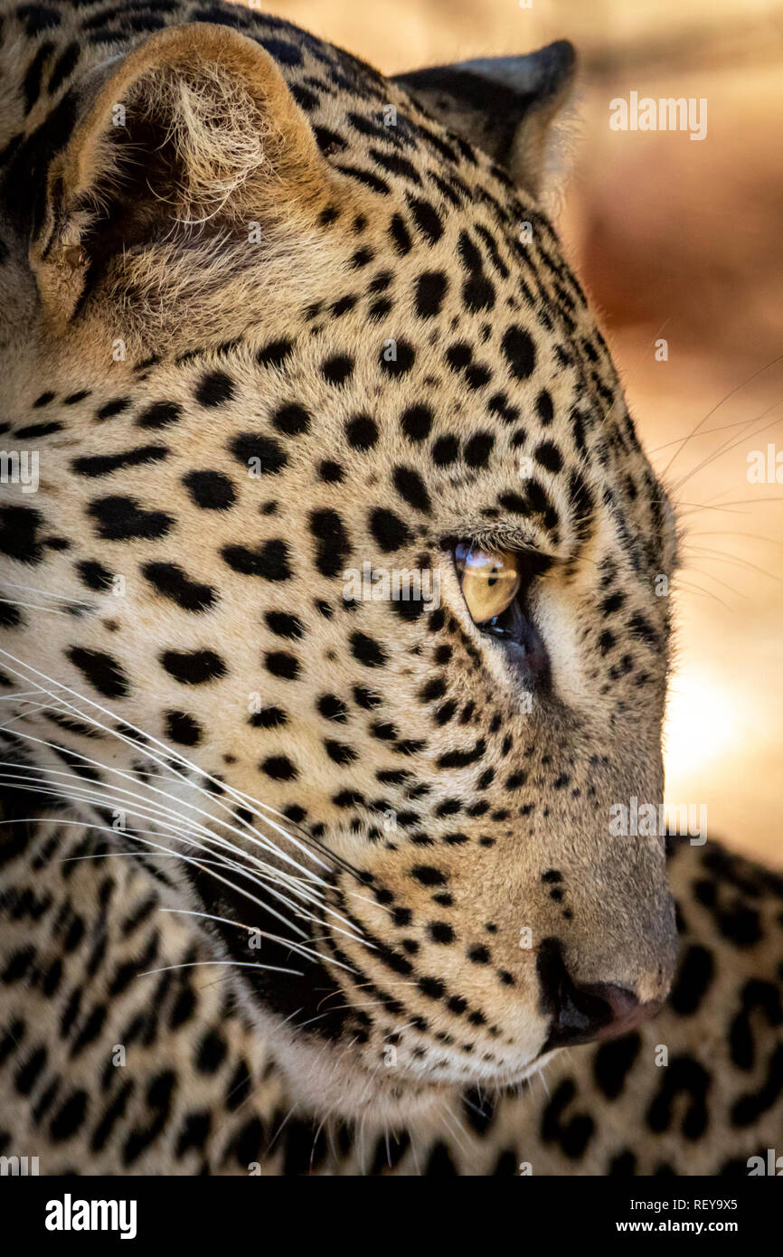 Close up leopard face Banque D'Images