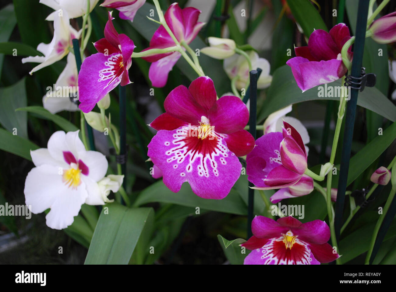 La marée rouge fleur orchidée Miltonia. Plantes décoratives pour le jardinage et les émissions. Banque D'Images