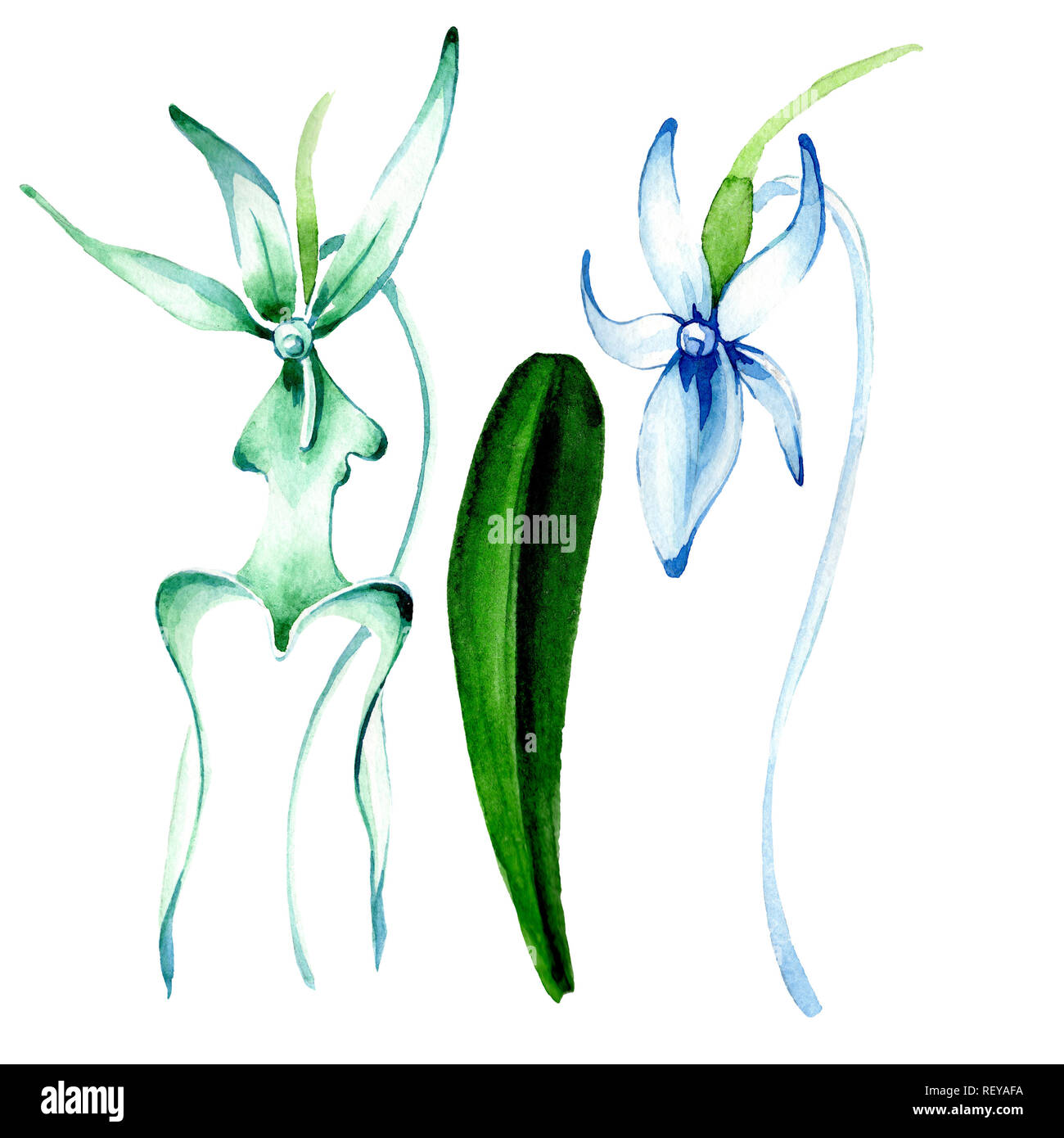 Blue orchidée rare. Botanique Floral fleur. Printemps sauvage de fleurs sauvages de la feuille. Contexte aquarelle illustration set. Aquarelle Dessin aquarelle de mode Banque D'Images