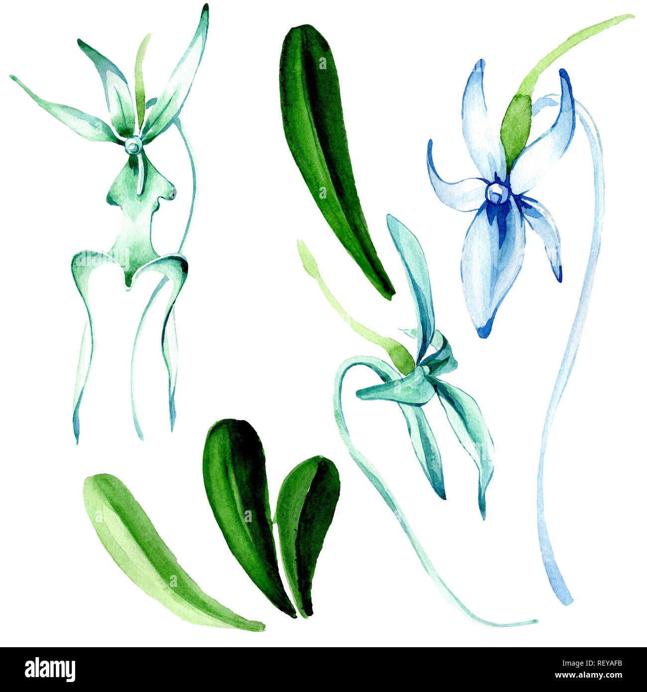 Blue orchidée rare. Botanique Floral fleur. Printemps sauvage de fleurs sauvages de la feuille. Contexte aquarelle illustration set. Aquarelle Dessin aquarelle de mode Banque D'Images