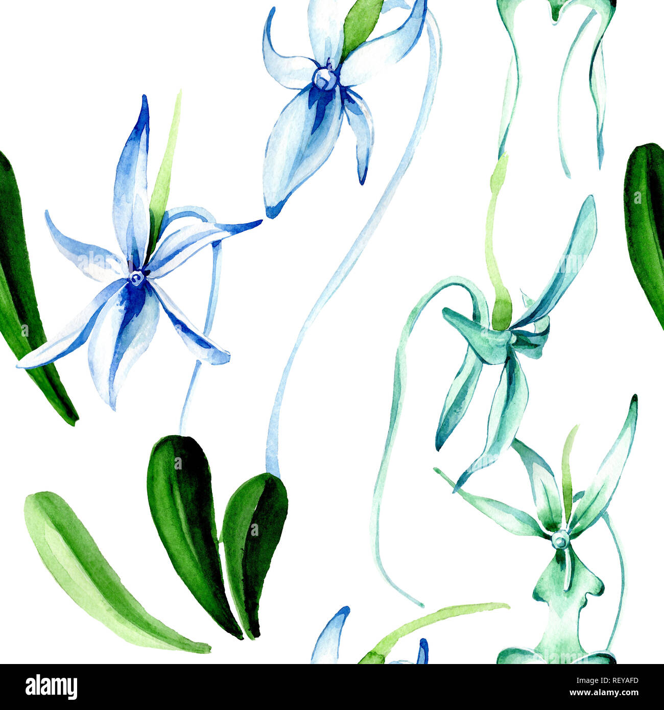Blue orchidée rare. Botanique Floral fleur. Lame de ressort sauvages. Illustration à l'aquarelle. Aquarelle Dessin aquarelle mode isolé. Bac transparent Banque D'Images