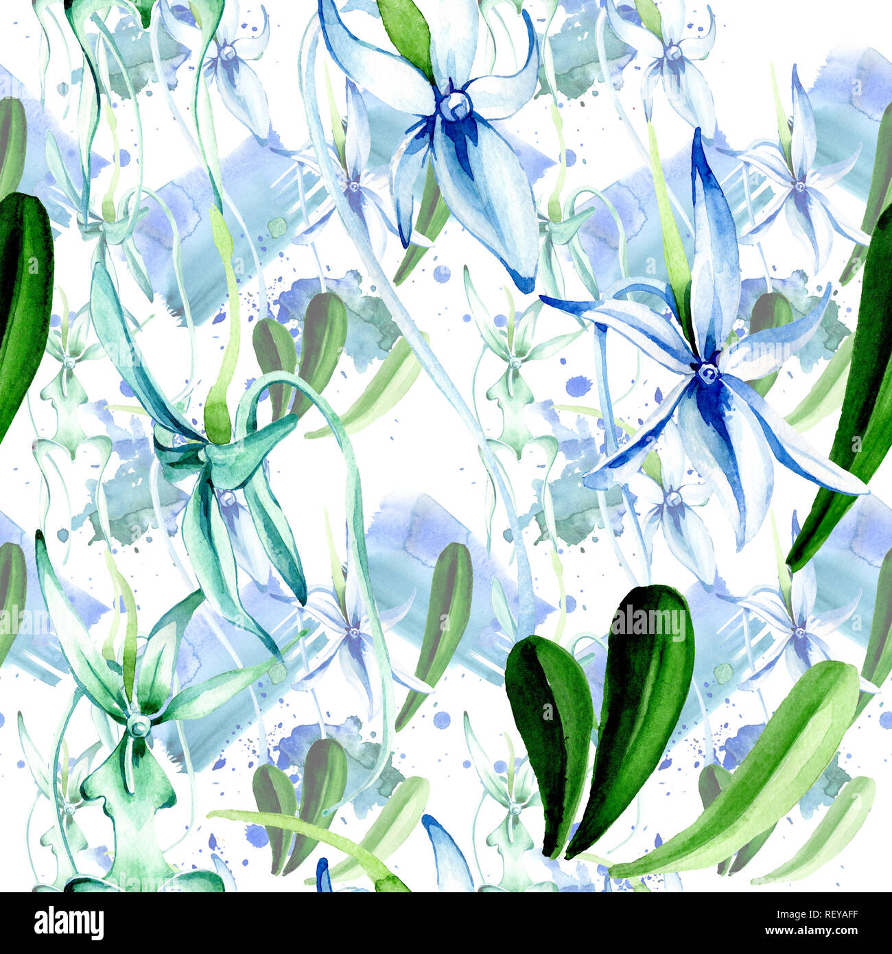 Blue orchidée rare. Botanique Floral fleur. Lame de ressort sauvages. Illustration à l'aquarelle. Aquarelle Dessin aquarelle mode isolé. Bac transparent Banque D'Images