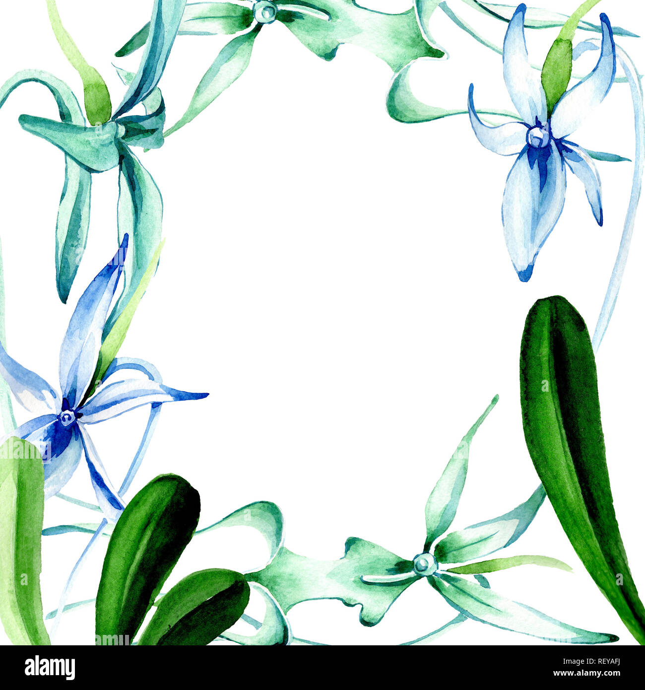 Blue orchidée rare. Botanique Floral fleur. Lame de ressort sauvages isolés de fleurs sauvages. Contexte aquarelle illustration set. Un mode de dessin aquarelle Banque D'Images