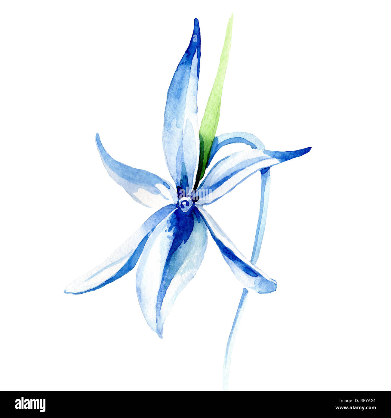 Blue orchidée rare. Botanique Floral fleur. Printemps sauvage de fleurs sauvages de la feuille. Contexte aquarelle illustration set. Aquarelle Dessin aquarelle de mode Banque D'Images