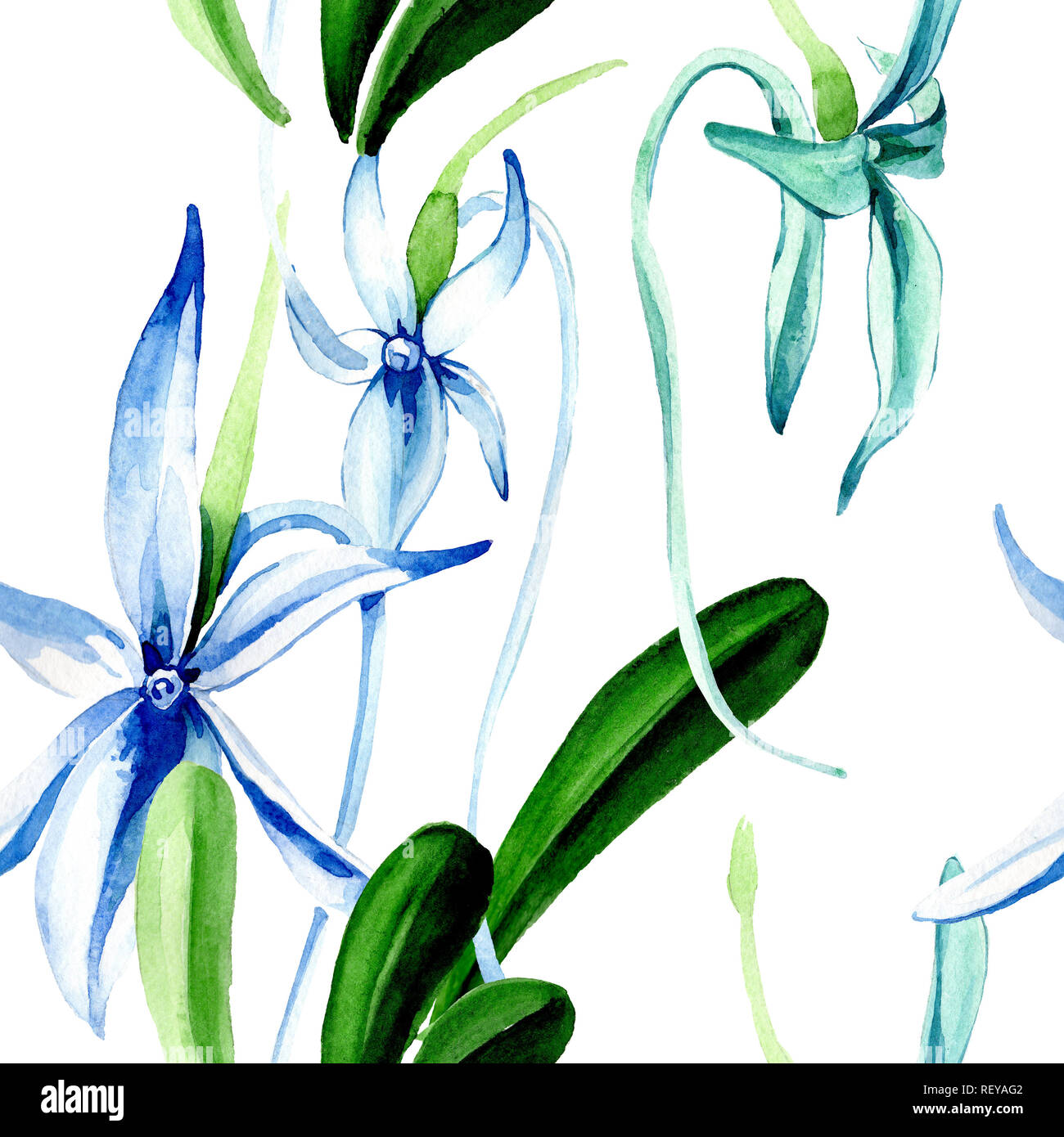 Blue orchidée rare. Botanique Floral fleur. Lame de ressort sauvages. Illustration à l'aquarelle. Aquarelle Dessin aquarelle mode isolé. Bac transparent Banque D'Images