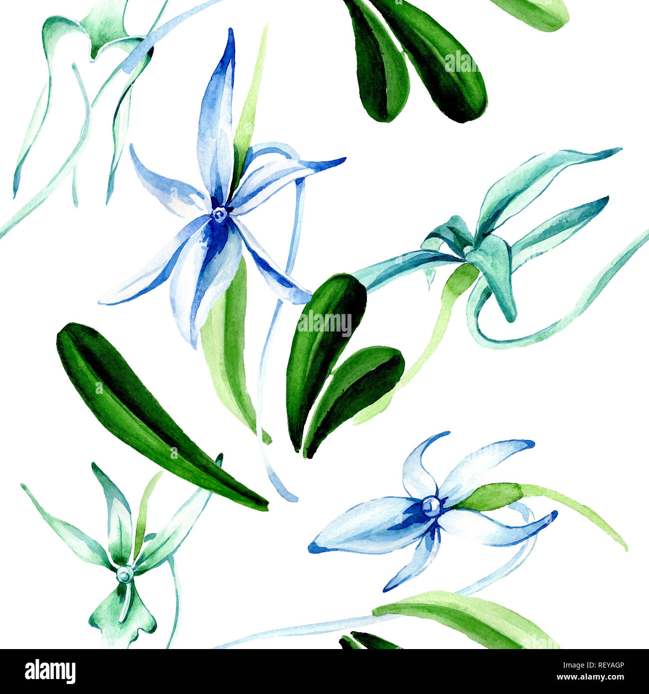 Blue orchidée rare. Botanique Floral fleur. Lame de ressort sauvages. Illustration à l'aquarelle. Aquarelle Dessin aquarelle mode isolé. Bac transparent Banque D'Images