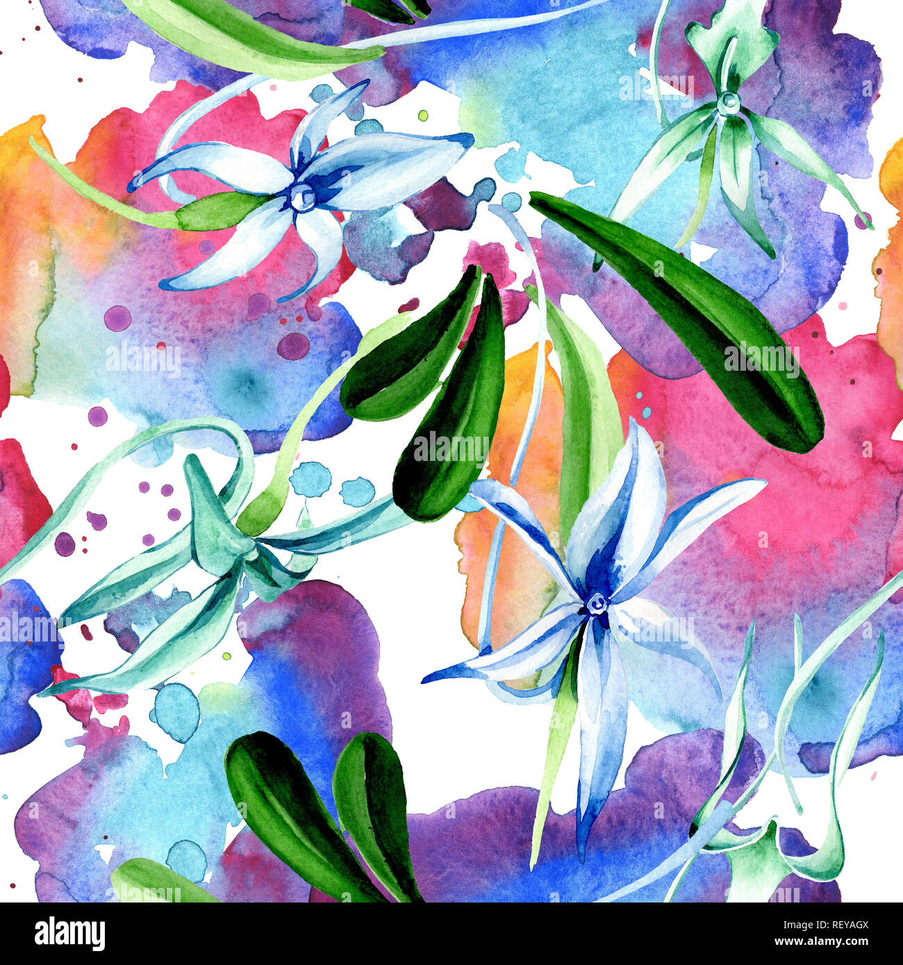 Blue orchidée rare. Botanique Floral fleur. Lame de ressort sauvages. Illustration à l'aquarelle. Aquarelle Dessin aquarelle mode isolé. Bac transparent Banque D'Images