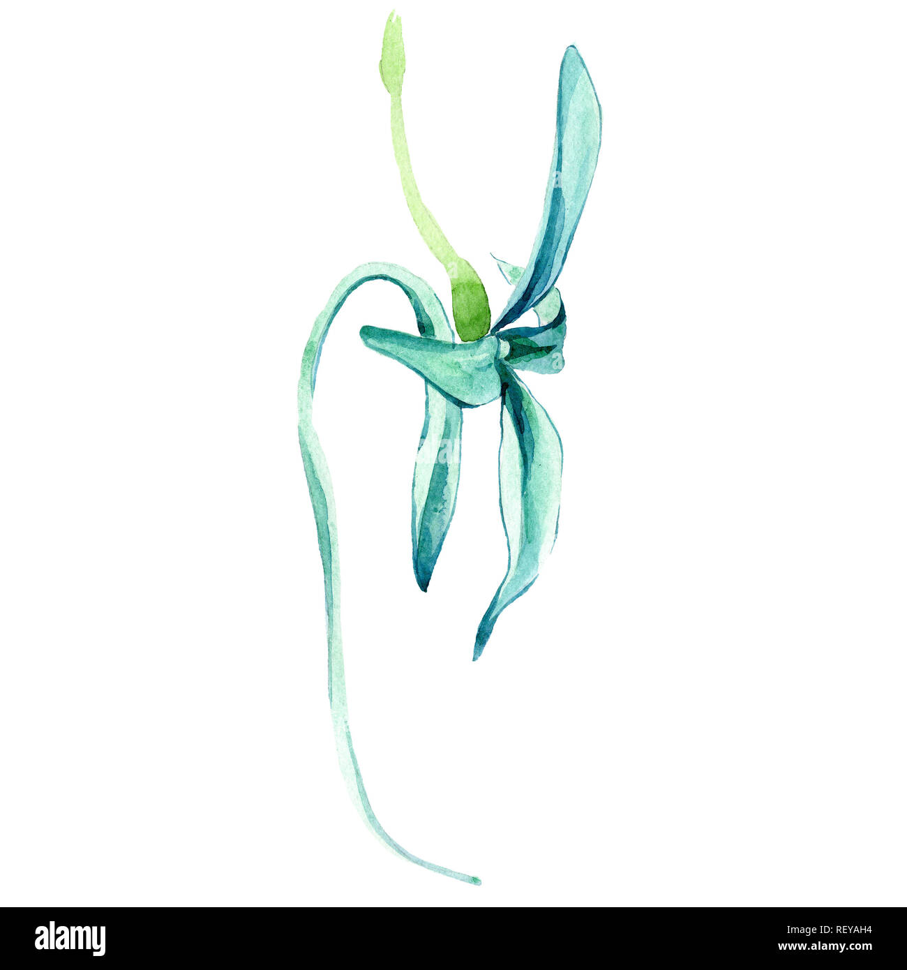 Blue orchidée rare. Botanique Floral fleur. Printemps sauvage de fleurs sauvages de la feuille. Contexte aquarelle illustration set. Aquarelle Dessin aquarelle de mode Banque D'Images