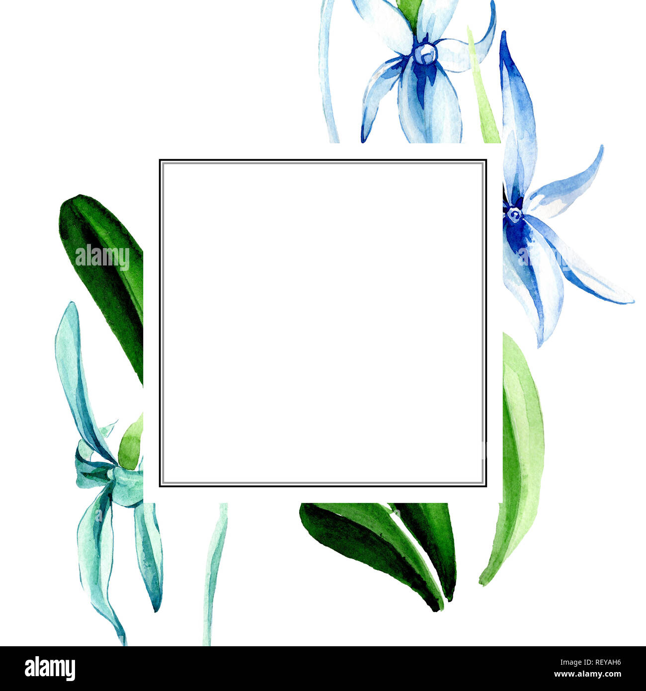 Blue orchidée rare. Botanique Floral fleur. Lame de ressort sauvages isolés de fleurs sauvages. Contexte aquarelle illustration set. Un mode de dessin aquarelle Banque D'Images