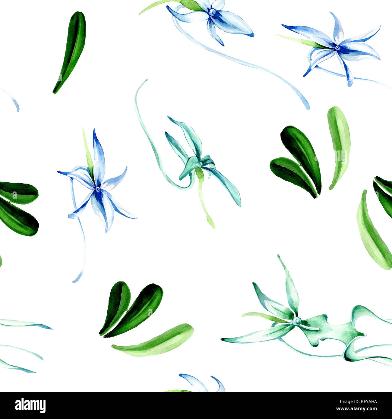 Blue orchidée rare. Botanique Floral fleur. Lame de ressort sauvages. Illustration à l'aquarelle. Aquarelle Dessin aquarelle mode isolé. Bac transparent Banque D'Images