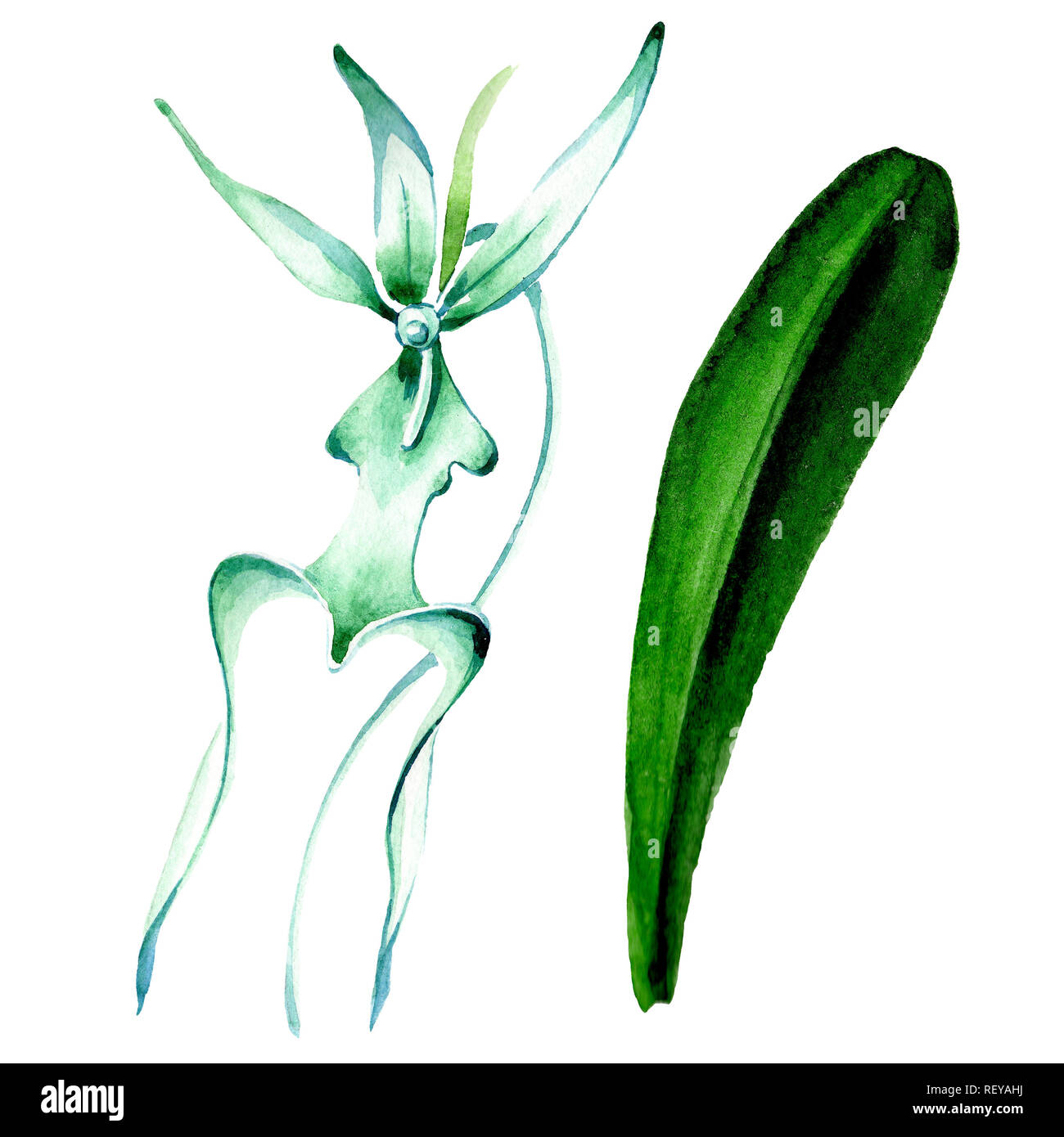 Blue orchidée rare. Botanique Floral fleur. Printemps sauvage de fleurs sauvages de la feuille. Contexte aquarelle illustration set. Aquarelle Dessin aquarelle de mode Banque D'Images