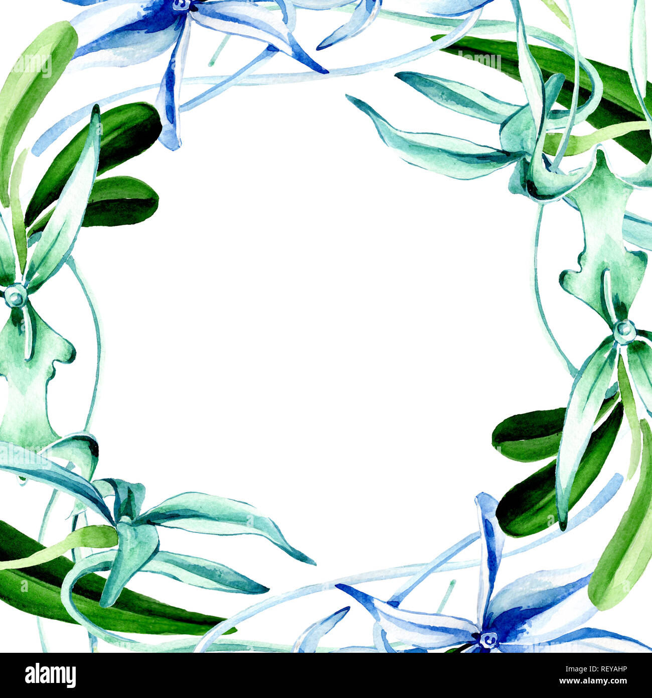 Blue orchidée rare. Botanique Floral fleur. Lame de ressort sauvages isolés de fleurs sauvages. Contexte aquarelle illustration set. Un mode de dessin aquarelle Banque D'Images