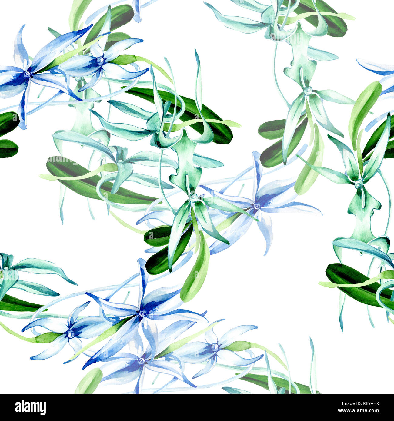 Blue orchidée rare. Botanique Floral fleur. Lame de ressort sauvages. Illustration à l'aquarelle. Aquarelle Dessin aquarelle mode isolé. Bac transparent Banque D'Images