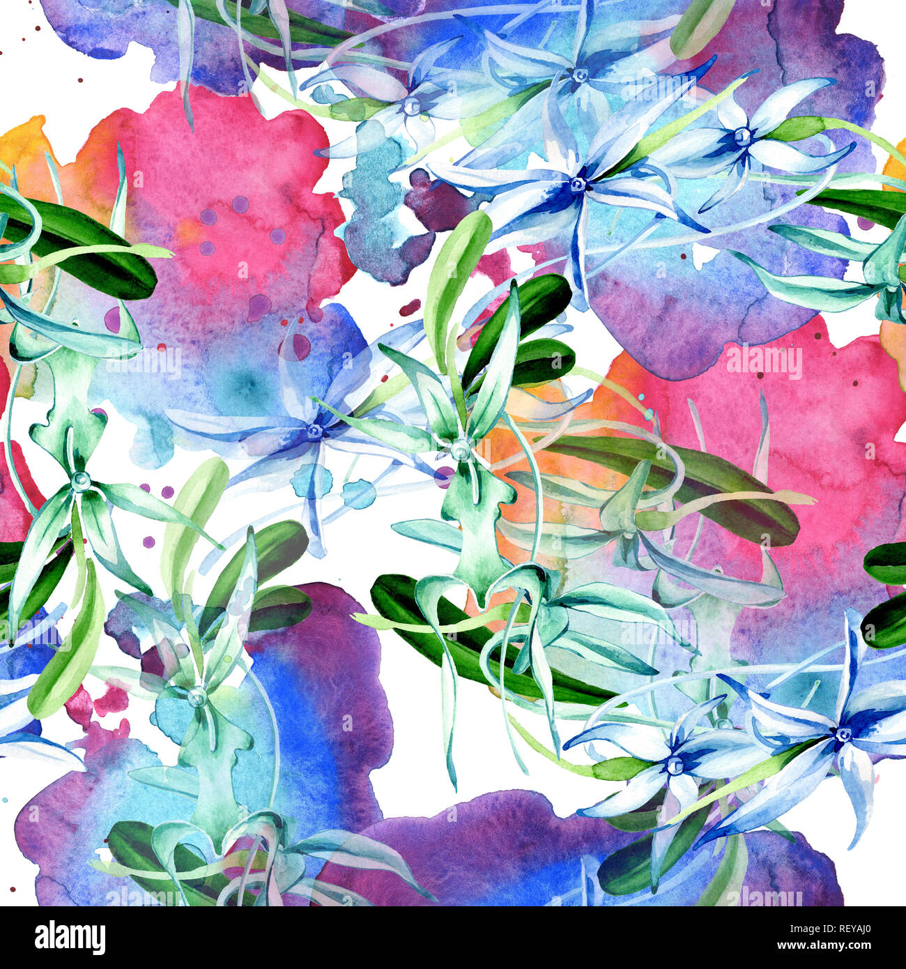 Blue orchidée rare. Botanique Floral fleur. Lame de ressort sauvages. Illustration à l'aquarelle. Aquarelle Dessin aquarelle mode isolé. Bac transparent Banque D'Images