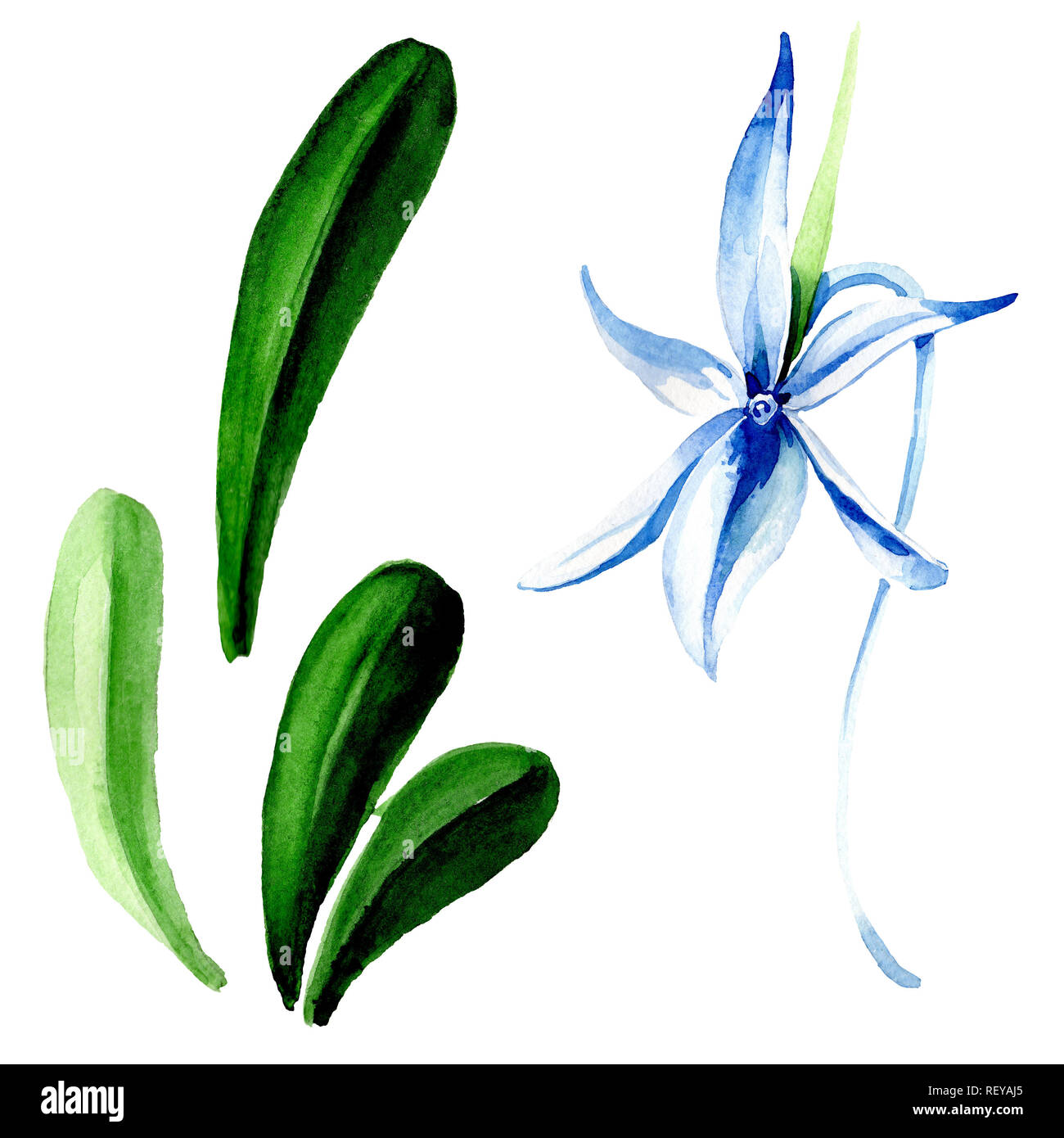 Blue orchidée rare. Botanique Floral fleur. Printemps sauvage de fleurs sauvages de la feuille. Contexte aquarelle illustration set. Aquarelle Dessin aquarelle de mode Banque D'Images