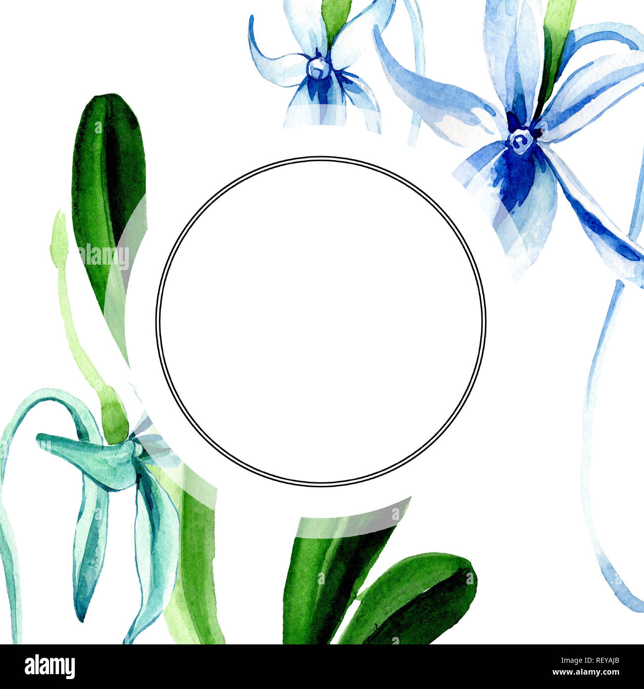 Blue orchidée rare. Botanique Floral fleur. Lame de ressort sauvages isolés de fleurs sauvages. Contexte aquarelle illustration set. Un mode de dessin aquarelle Banque D'Images