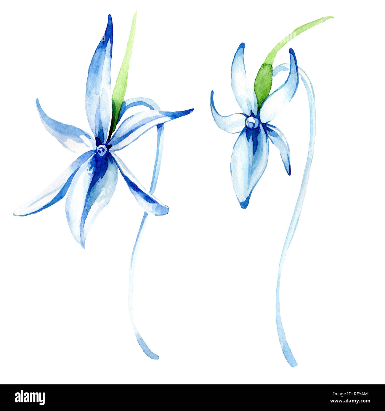Blue orchidée rare. Botanique Floral fleur. Printemps sauvage de fleurs sauvages de la feuille. Contexte aquarelle illustration set. Aquarelle Dessin aquarelle de mode Banque D'Images