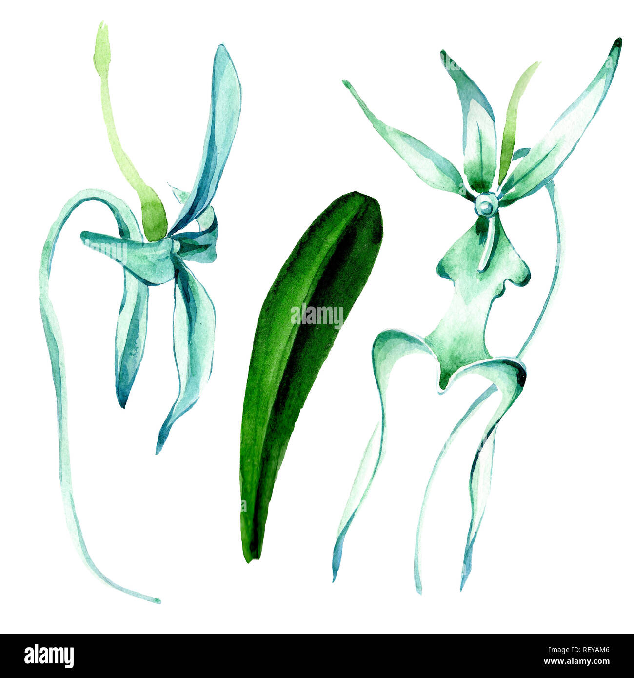 Blue orchidée rare. Botanique Floral fleur. Printemps sauvage de fleurs sauvages de la feuille. Contexte aquarelle illustration set. Aquarelle Dessin aquarelle de mode Banque D'Images