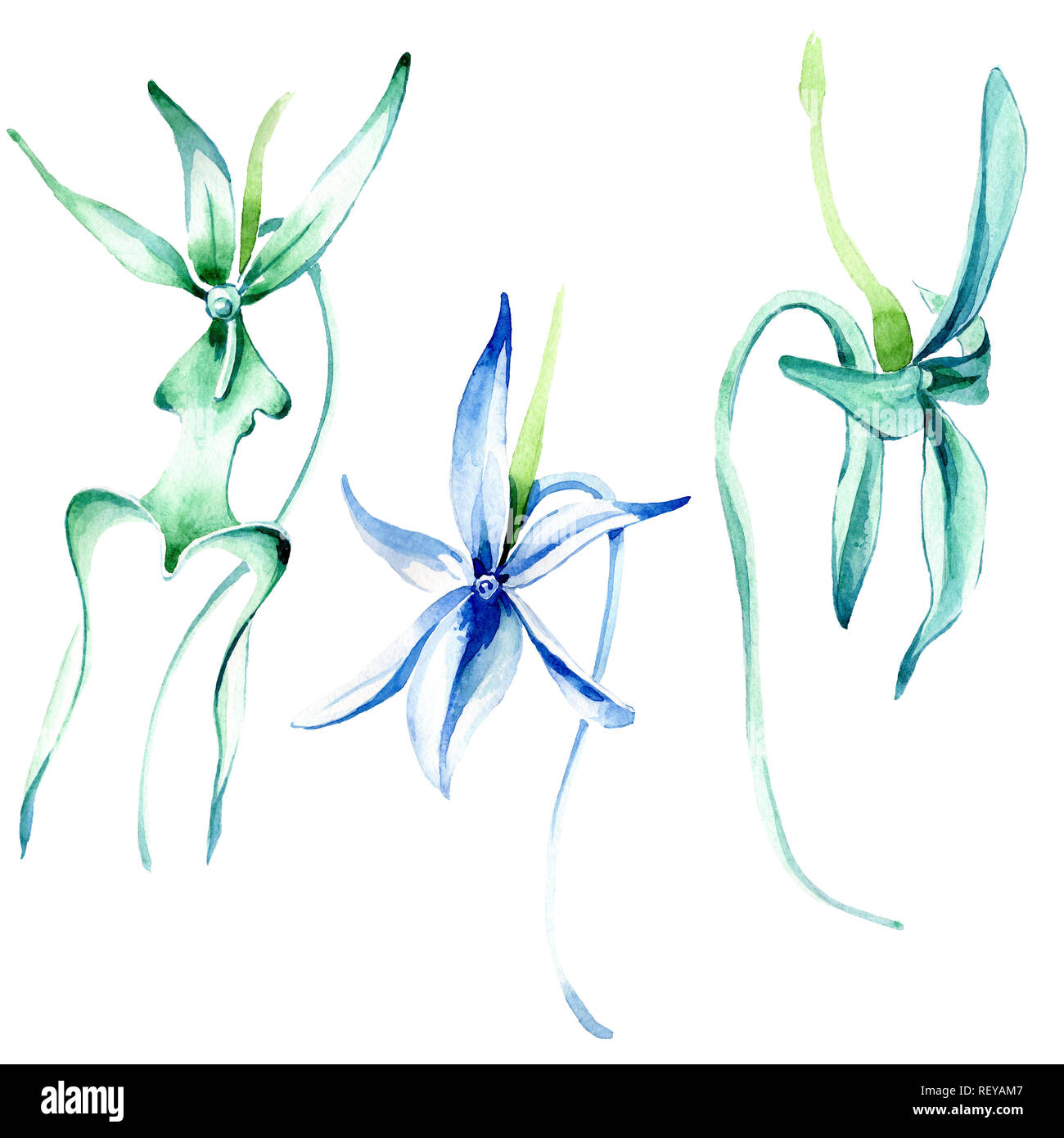 Blue orchidée rare. Botanique Floral fleur. Printemps sauvage de fleurs sauvages de la feuille. Contexte aquarelle illustration set. Aquarelle Dessin aquarelle de mode Banque D'Images