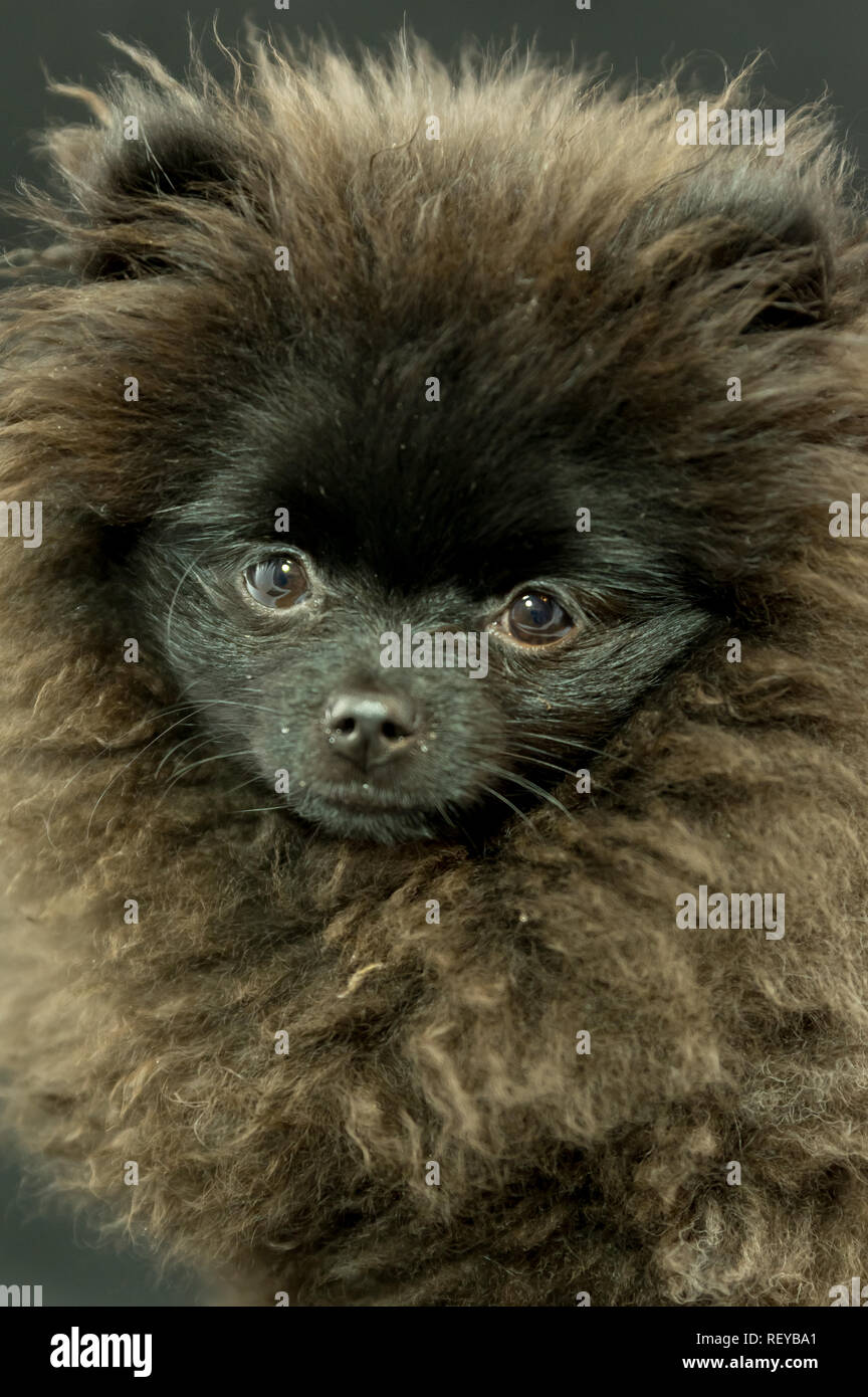 Pomeranian chiot noir sur fond noir Studio Banque D'Images