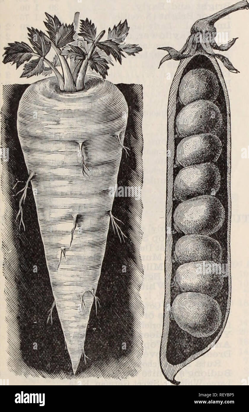 . Dreer's Liste des prix de gros / Henry A. Dreer.. Catalogue des pépinières. DREER'S LISTE DES PRIX DE GROS. 5 panais. Oz. Lb. Lb. L'amélioration de Hollow Crown (sélectionnée) 5 lb 2,25 $. (Voir coupe.) 5 15 50 étudiant, ou Guernesey 5 15 50 le persil. J'Oz. lb. Lb. La moitié gondolées, beat pour l'été 1020 60 l'Extra Nain Dreer gondolé ... 10 25 75 10 20 Ohammon gondolé Moss 60 LE POIVRE. J'Oz. lb. Lb. Grand Bell, Bull ou nez, N. J. stock 15 501 75 20 60 Grand espagnol sucré 200 20 602 Roi rubis rouge d'une longueur de 00 20 60 200 Cayenne. L'amélioration de panais. Ckown creux Pois nouveau Gradus. Les petits pois. Nouveautés. Qt. Pk. Bus CAN. Dreer's Extra Début El Banque D'Images
