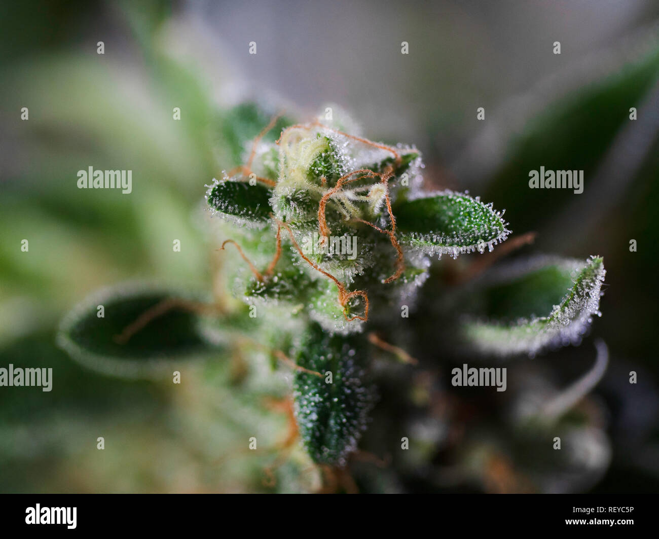 Concept de cannabis Photo Macro Close Up Trichomes poils rouges cristaux Plante Souche de Marijuana Gooey puissant Banque D'Images