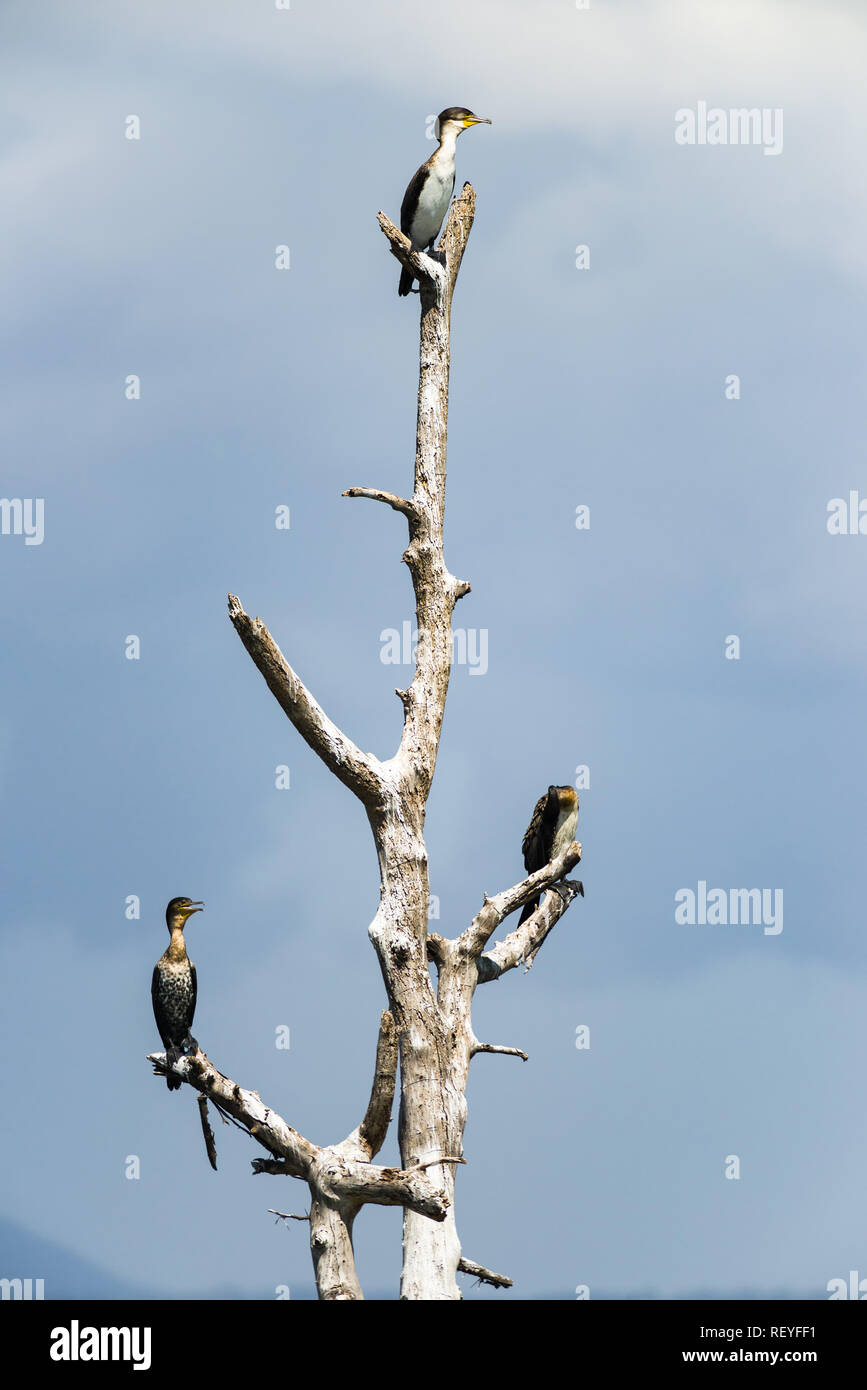 Trois cormoran à poitrine blanche ou le Grand Cormoran ( Phalacrocorax lucidus) perché sur arbre mort sur le lac Naivasha, Kenya Banque D'Images