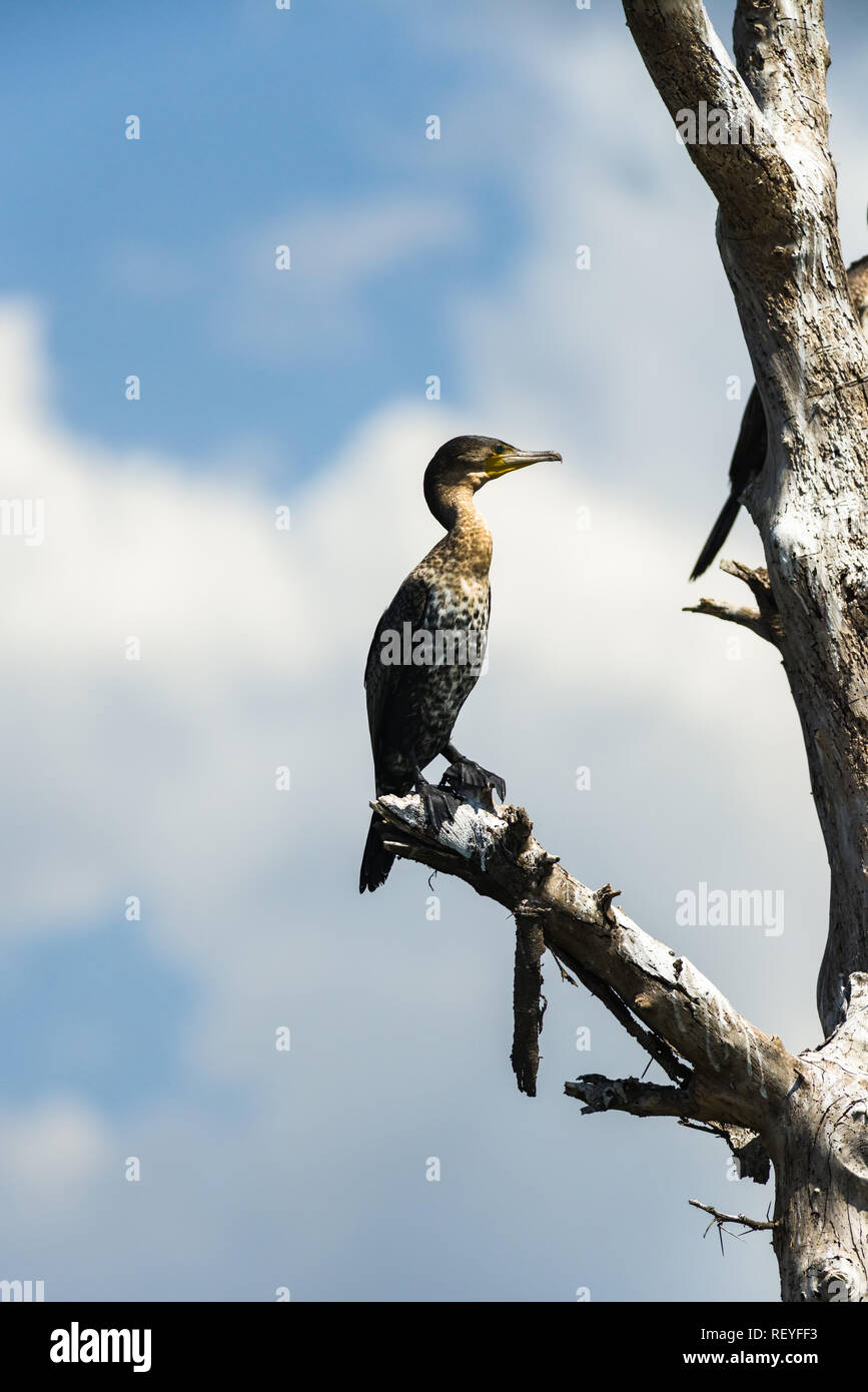 Un cormoran à poitrine blanche ou le Grand Cormoran ( Phalacrocorax lucidus ) perché sur arbre mort sur le lac Naivasha, Kenya Banque D'Images