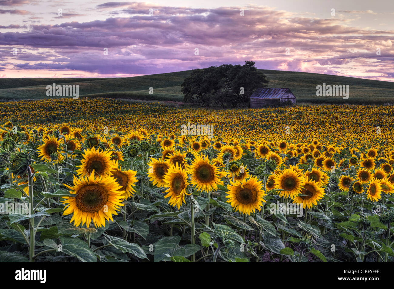 Un champ de tournesol dans la Palouse. Bien que rare, il est devenu plus courant. Banque D'Images