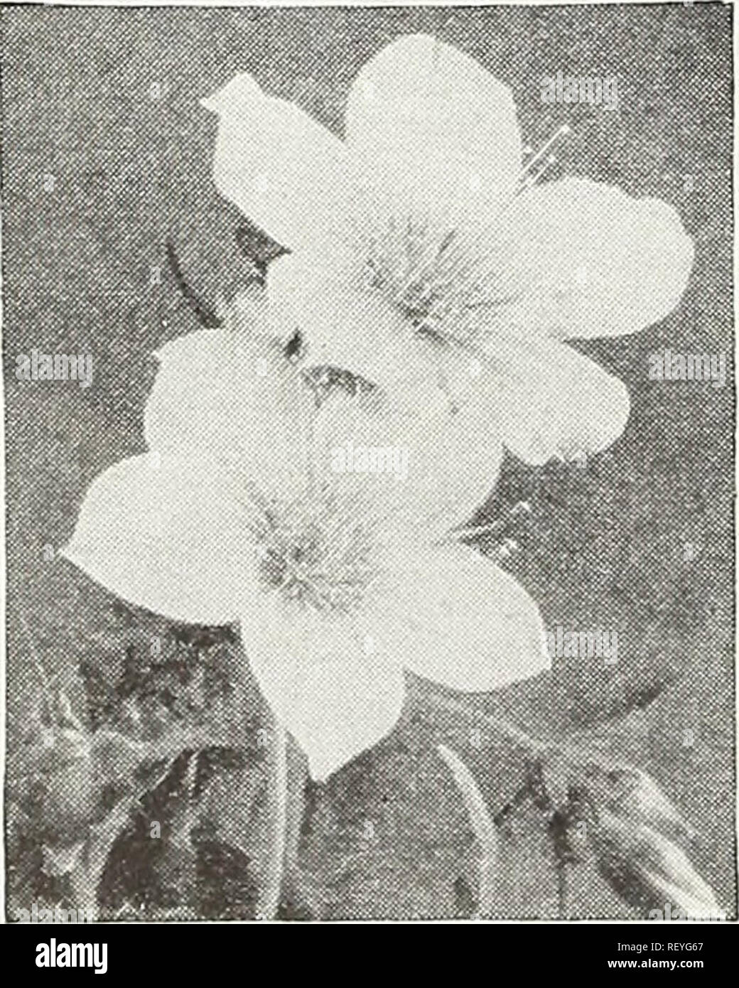 Fleur-Papaver-Alpine Poppy mixte 1500 graines-Gros