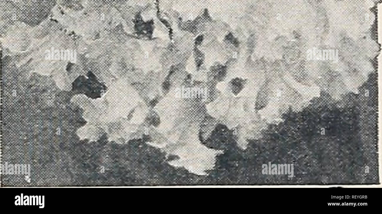 . Les nouveautés et les spécialités Dreer 1934. Graines de fleurs, graines de légumes Catalogues Catalogues ; pépinières (Horticulture) ; Catalogues Catalogues de fournitures et de matériel de jardinage. 1.- "v fSf Pétunia, Dreer Double le superbe pétunias frangée ® Dreer Double le superbe frangé 3590 Nous avons grandi et perfectionner cette souche depuis de nombreuses années et sans demander une quelconque hésitation que c'est la plus belle du monde, produisant une plus grande proportion de fleurs doubles, de toute autre souche. Il a le plus grand et le plus profond des fleurs frangées dans de nombreuses couleurs vives. Pkt. 50c ; 500 seeds 1,25 $. Le superbe Dreer Fringe unique Banque D'Images