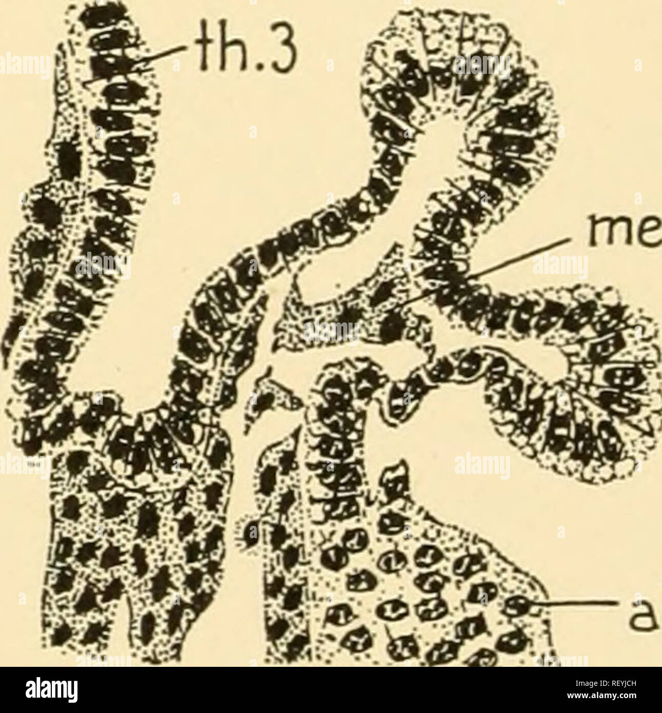 . L'embryologie d'insectes et de myriapodes ; l'histoire du développement des insectes, mille-pattes, et de l'oeuf millepedes desposition [ !] pour l'éclosion. L'embryologie -- Les insectes ; l'embryologie -- Myriopodes. Une paire d'invaginations profondes dirigée médialement surgit juste derrière la mandi- bles qui fusionnent avec les invaginations en forme de T pour former le tentorium. La face dorsale des bras surgissent après que tentorial des excroissances du tentorial antérieure des bras. L'apodèmes céphaliques mandibulaires surviennent à l'étape de 90 heures comme une paire de profonde invagina- tions près du milieu de la face interne de la base de la mandibule. La partie inférieure de la mandibule fléchisseurs m Banque D'Images