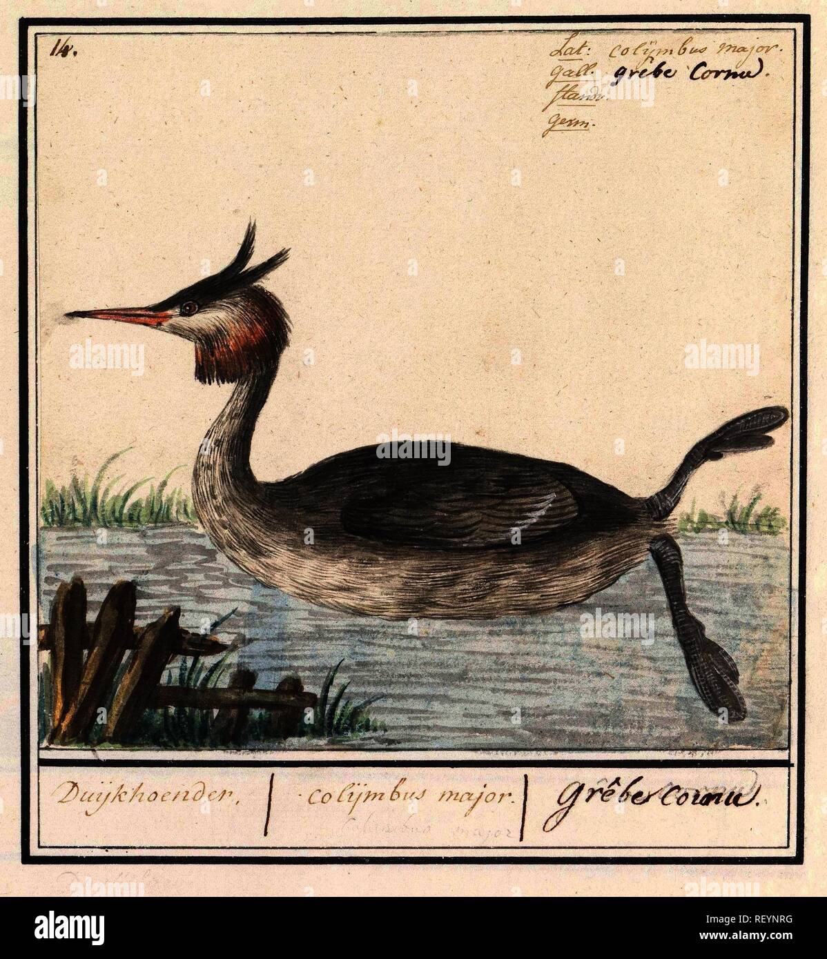 Fuut (Podiceps cristatus). Duijkhoender. / Colijmbus major. / Grêbe cornu. (Titre sur l'objet). Rapporteur pour avis Anselmus Boëtius De Boodt :. Rapporteur pour avis : Elias Verhulst. Dating : 1596 - 1610. Lieu : Praag. Dimensions : H 164 mm × W 171 mm. Musée : Rijksmuseum, Amsterdam. Banque D'Images