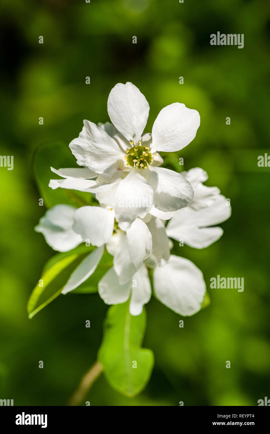 Pearl (Exochorda racemosa) bush blooming Banque D'Images