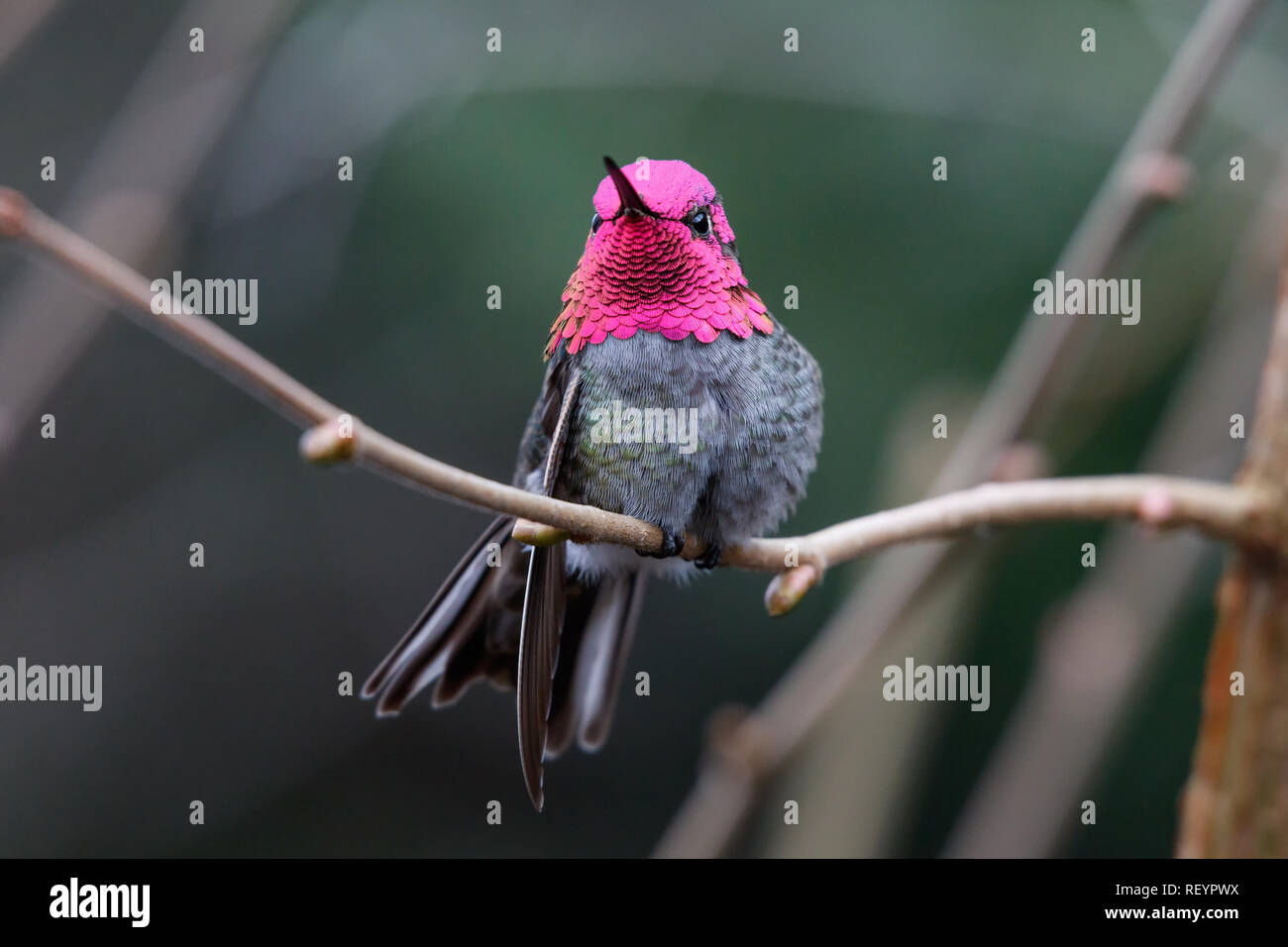 Annas mâle (Calypte anna Hummingbird) sur un perchoir Banque D'Images