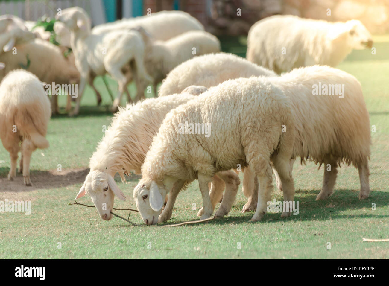 Moutons blancs sur une ferme sont à la recherche de nourriture, mangé de vertes prairies. Banque D'Images