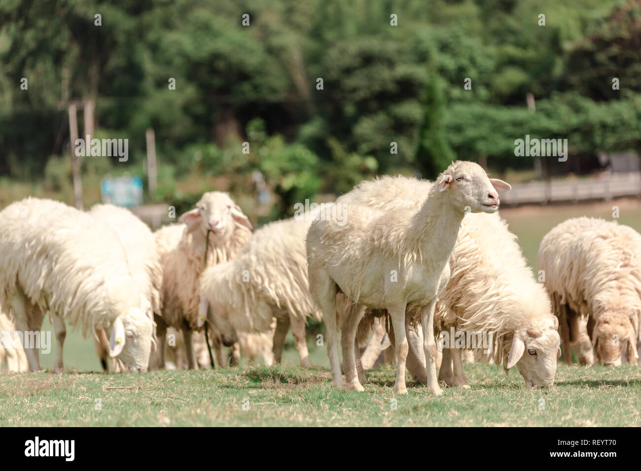 Moutons blancs sur une ferme sont à la recherche de nourriture, mangé de vertes prairies. Banque D'Images