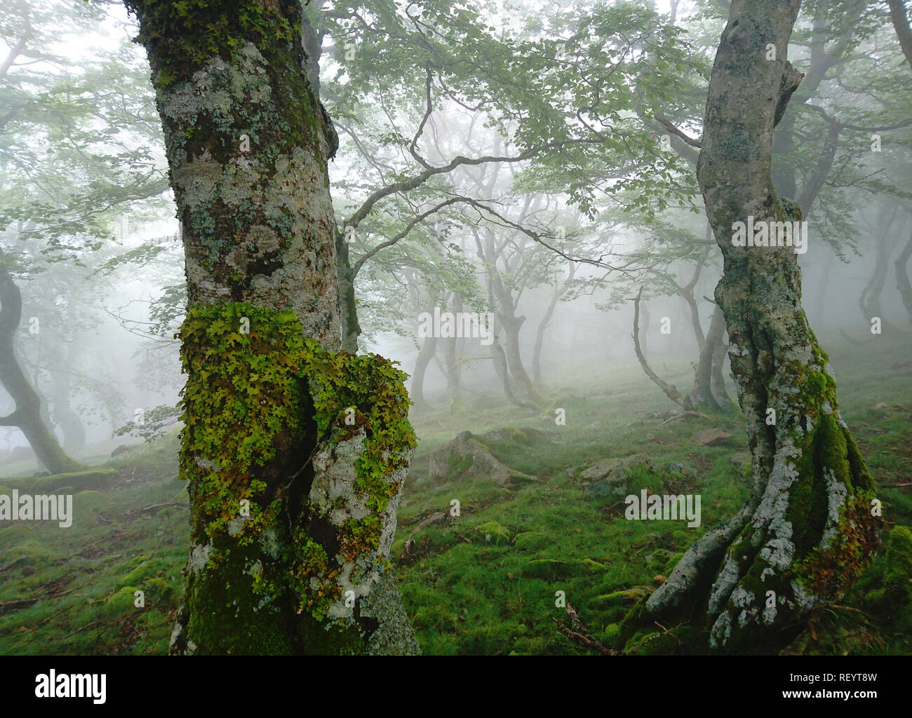 Brouillard matin mystique en forêt de bouleaux, feuilles vertes, la danse des bouleaux close-up, Col de Roncevaux dans les Pyrénées. Banque D'Images