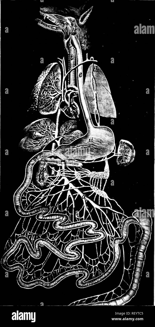 . L'anatomie des mammifères : avec référence particulière à la cat . Anatomie comparée des mammifères ;, ; Les chats. Éléments de l'Anatomie des mammifères.. Fig. 65b. Lacteals Système de portail et de chien. a, veine mésentérique inférieure ; b, de la vésicule biliaire ; c, csEcum ; d, duodénum ; c, de l'œsophage ; je, parotide ; /, jéjunum ; /, les branches de la veine porte dans le foie ; hi, branches de l'artère pulmonaire et la trachée dans les poumons ; m, ilium ; lo, virgule ; p, du pancréas, de la rate ; s ; st, l'estomac ; th, canal thoracique dans lequel le vide, l'lacteals tubes blancs.. Veuillez noter que ces images sont extraites de la page numérisée des images qui peuvent avoir été digita Banque D'Images